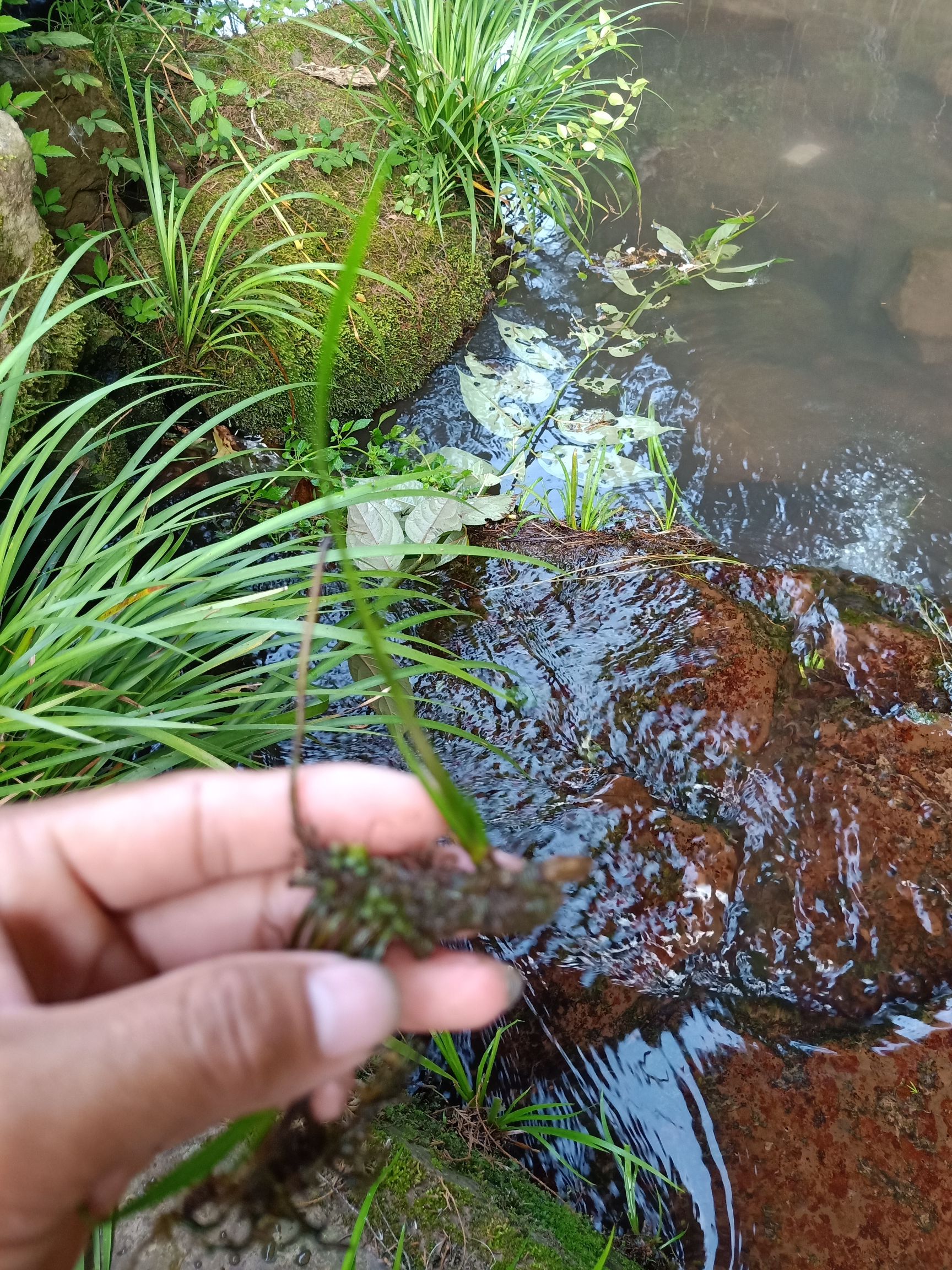 石菖蒲龙根菖蒲水培鱼缸龟池绿植假山造景