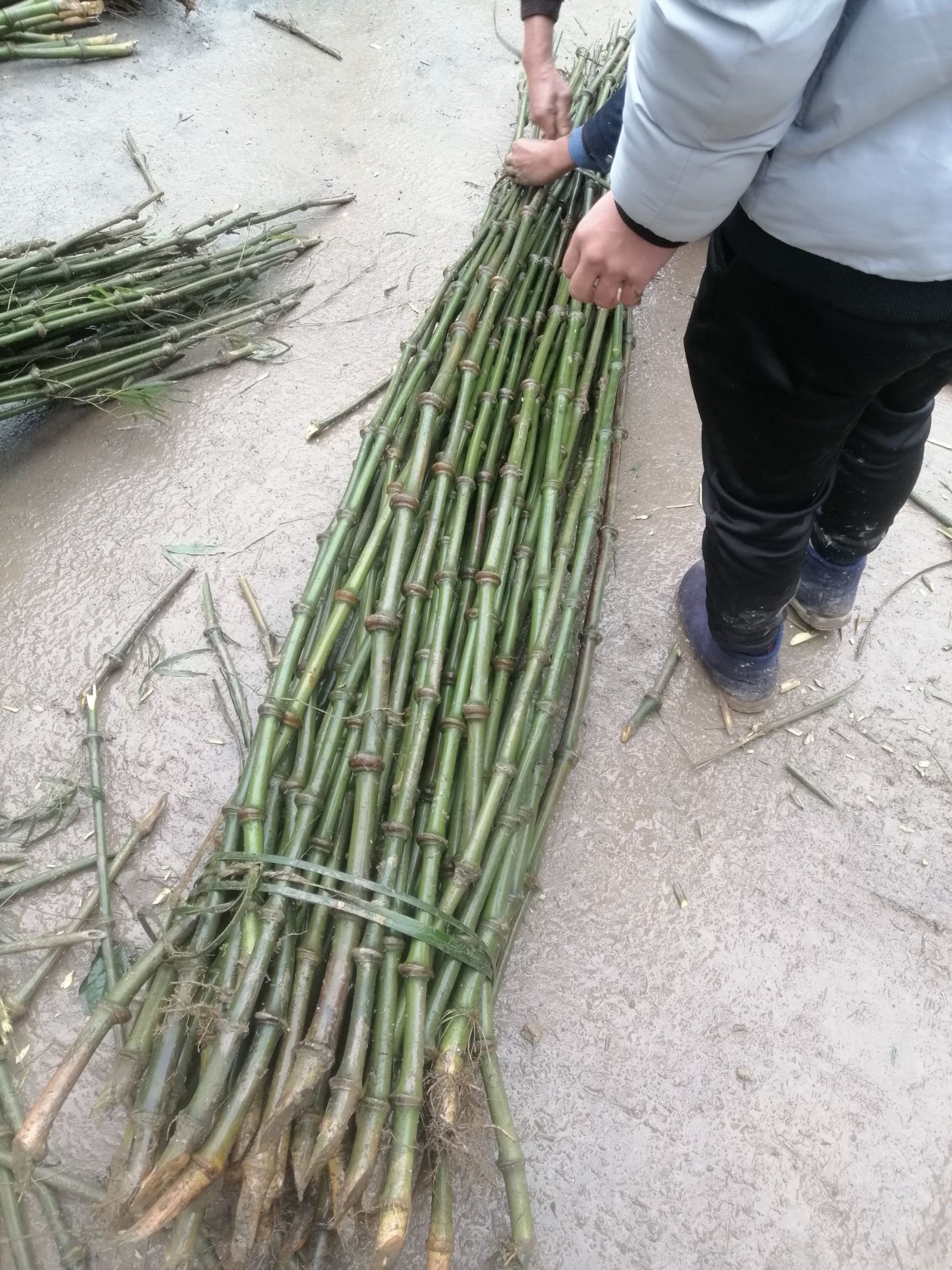 小竹片 筇竹
