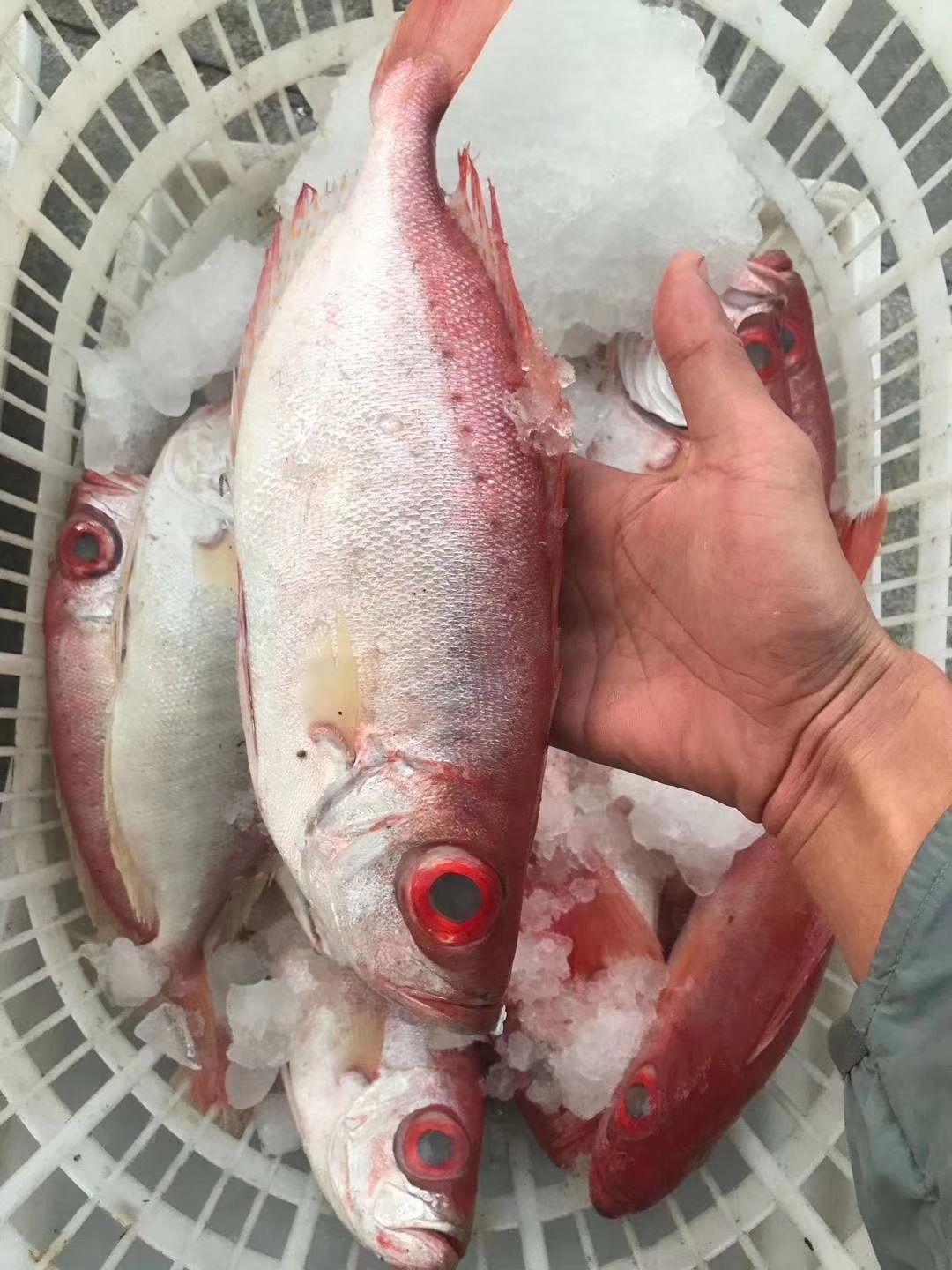 冷冻水产品红目鲢 新货深海海产大眼鸡新鲜红眼鱼冷冻红目鲢深海鱼船