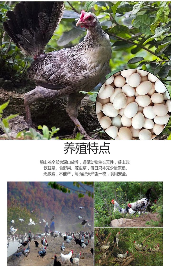 有机散养富硒鹊山鸡蛋(购种蛋请备注)