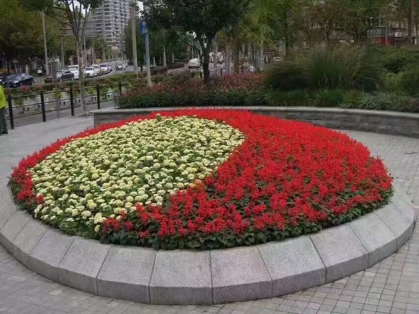 孔雀草 庆源花卉苗木有限公司常年供应时令草花,地被植物,绿化工程