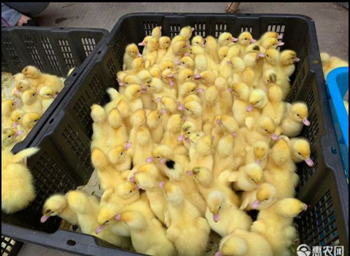 [番鸭苗批发]番鸭苗 云南正宗大种白火鸭苗,可达13斤