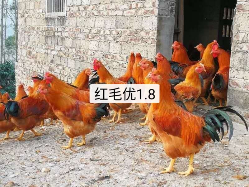 三黄鸡苗 红毛优1.
