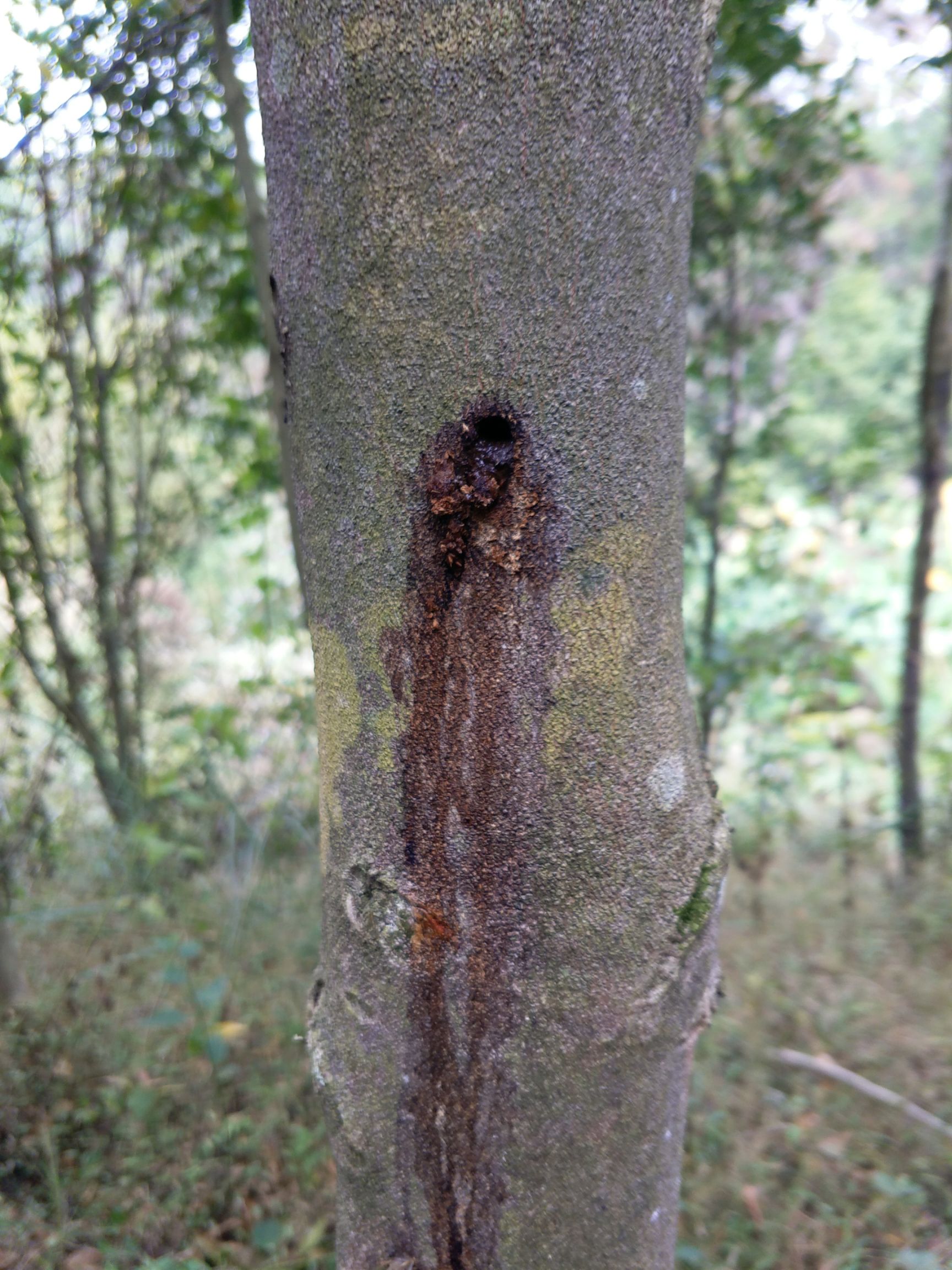 沉香树 