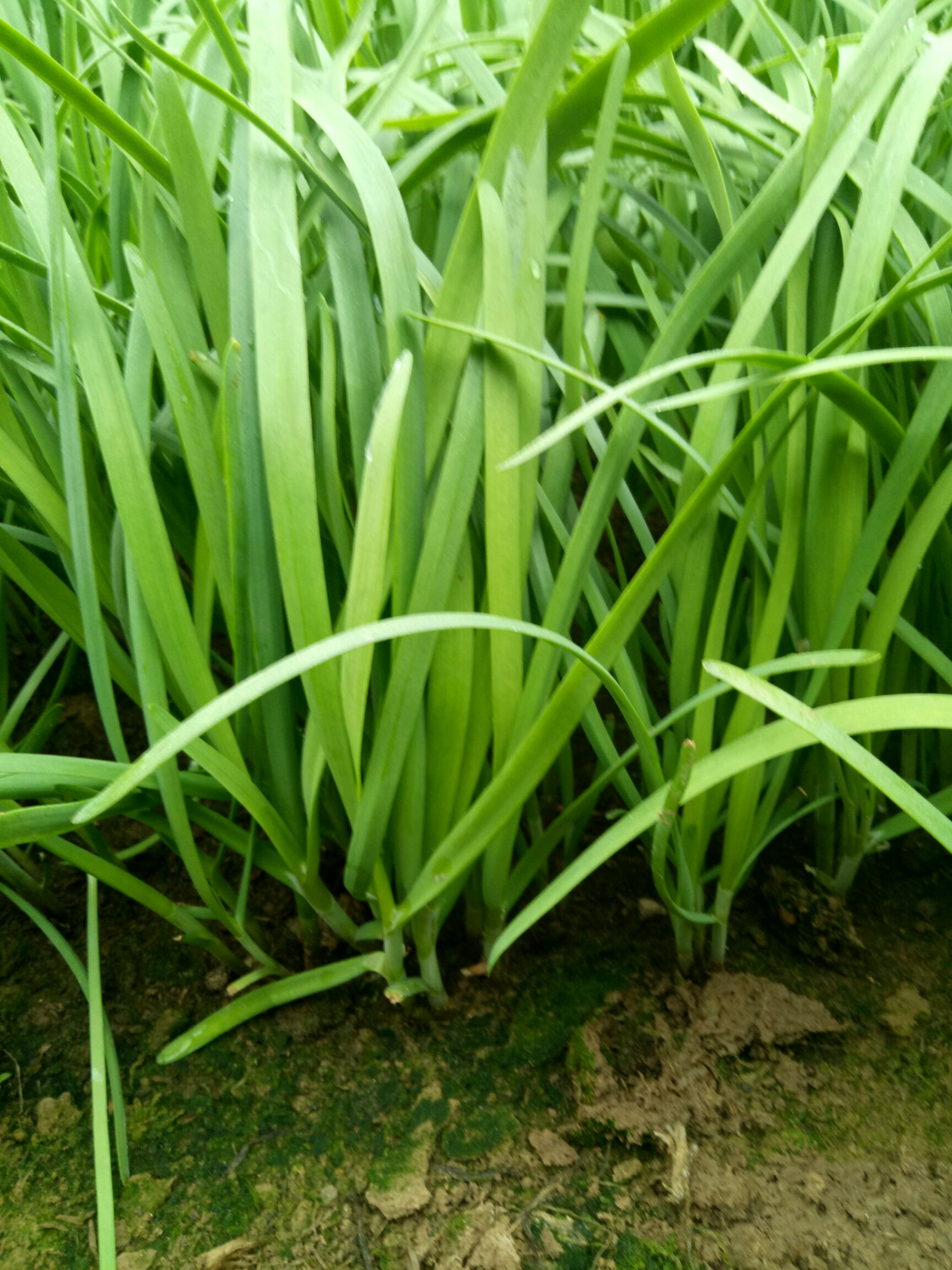 新鲜头茬韭菜上市