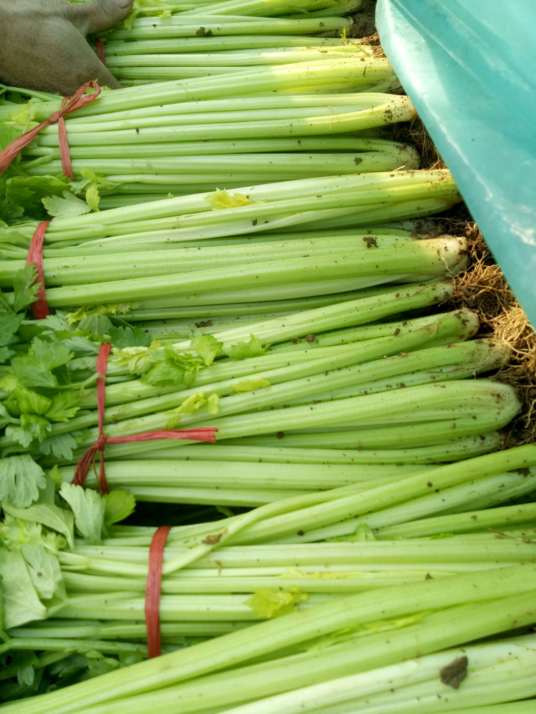 法国皇后芹菜5560cm05斤以下大棚种植