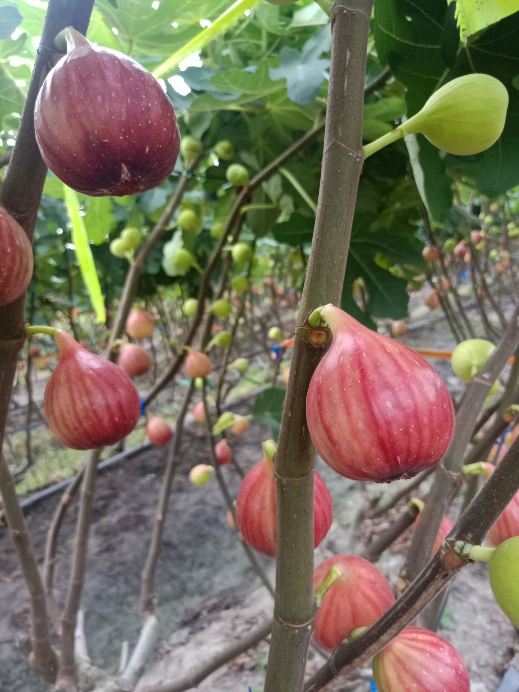 波姬红无花果苗 无花果苗波姬红玛斯义陶芬