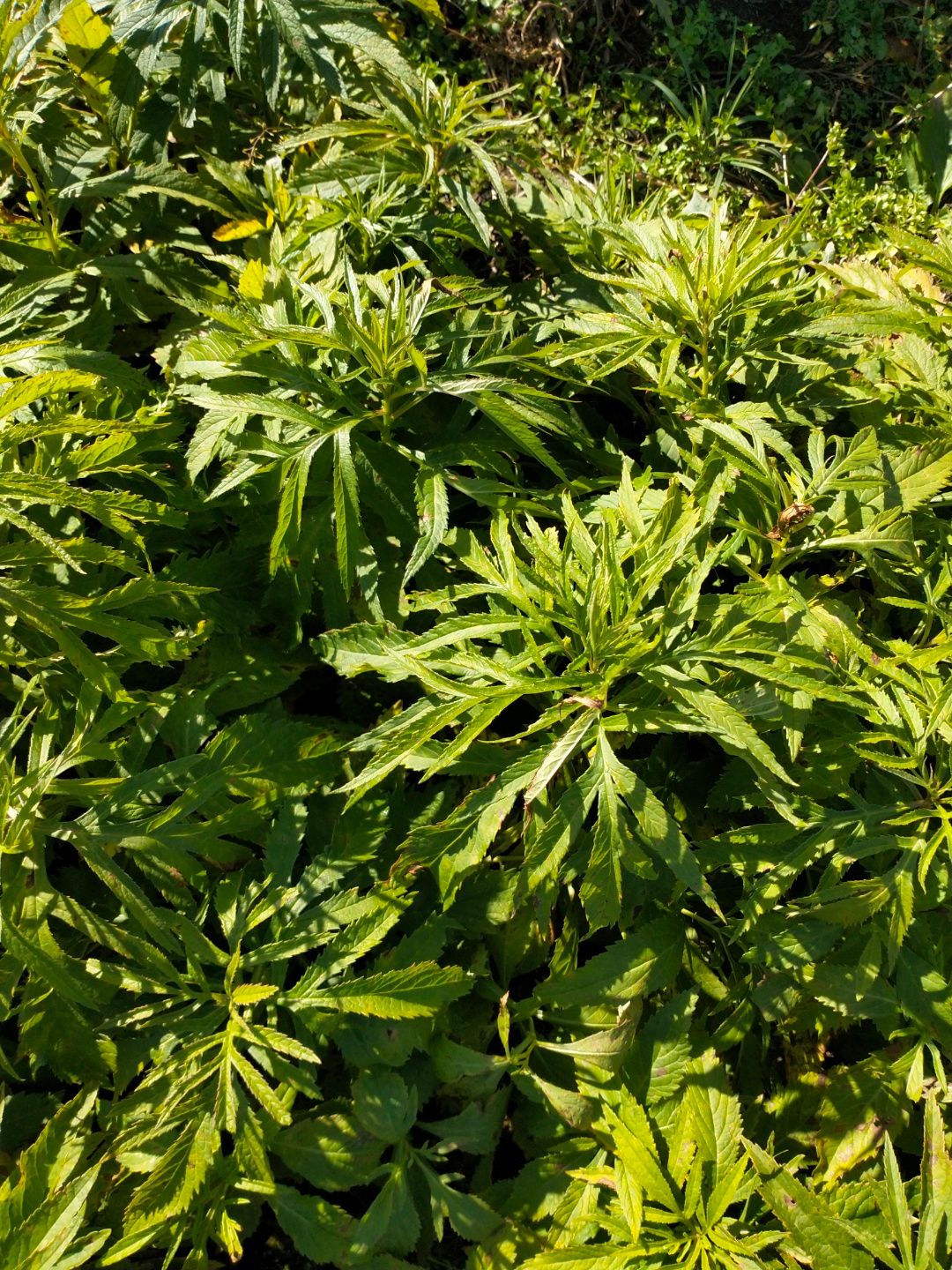 返魂草种苗 预售生麻叶返魂草种,苗.