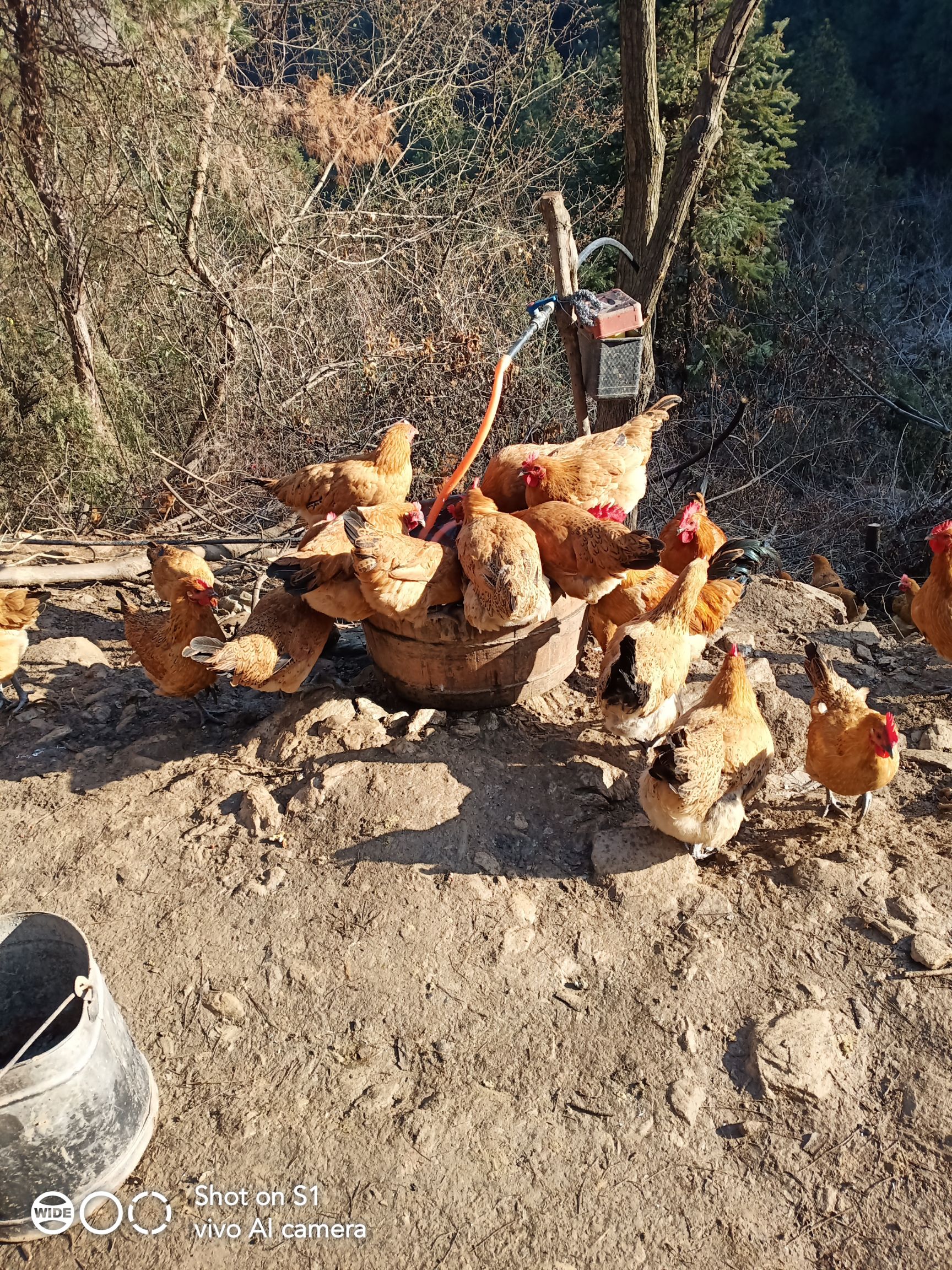 青脚土鸡 大山里散养土鸡