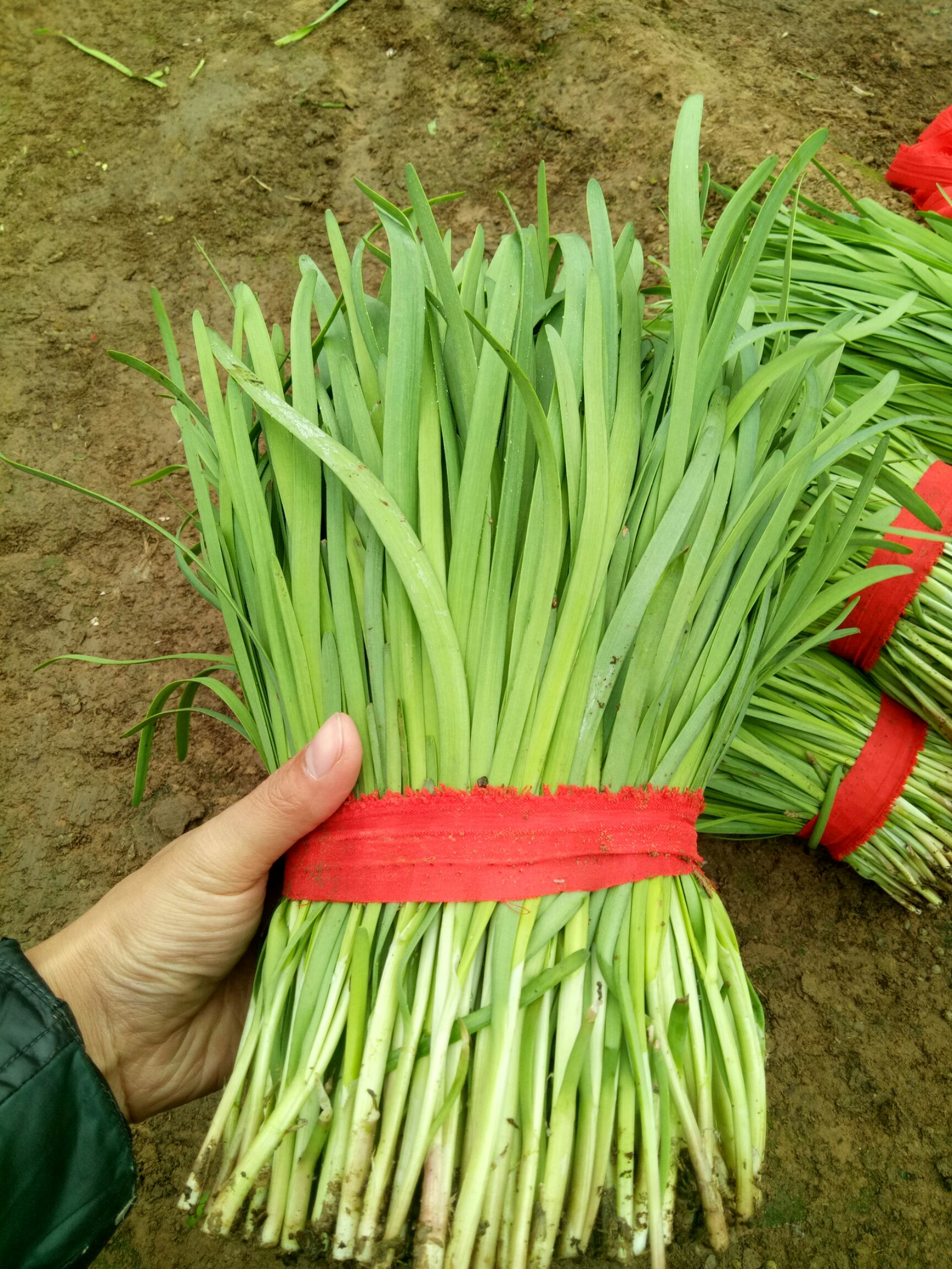 新鲜头茬韭菜上市