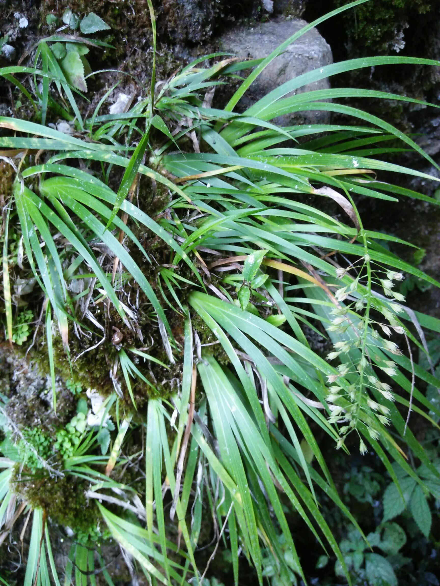 石菖蒲 中药材菖蒲