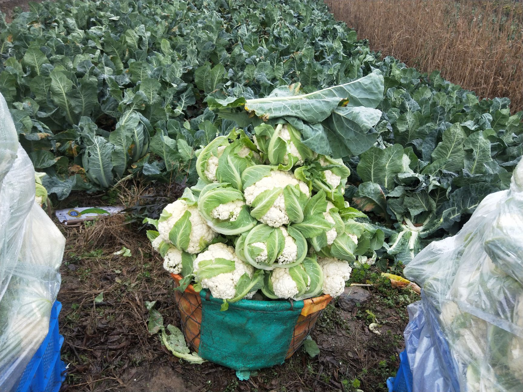 白花菜 一百天精品青梗散花,大量有货