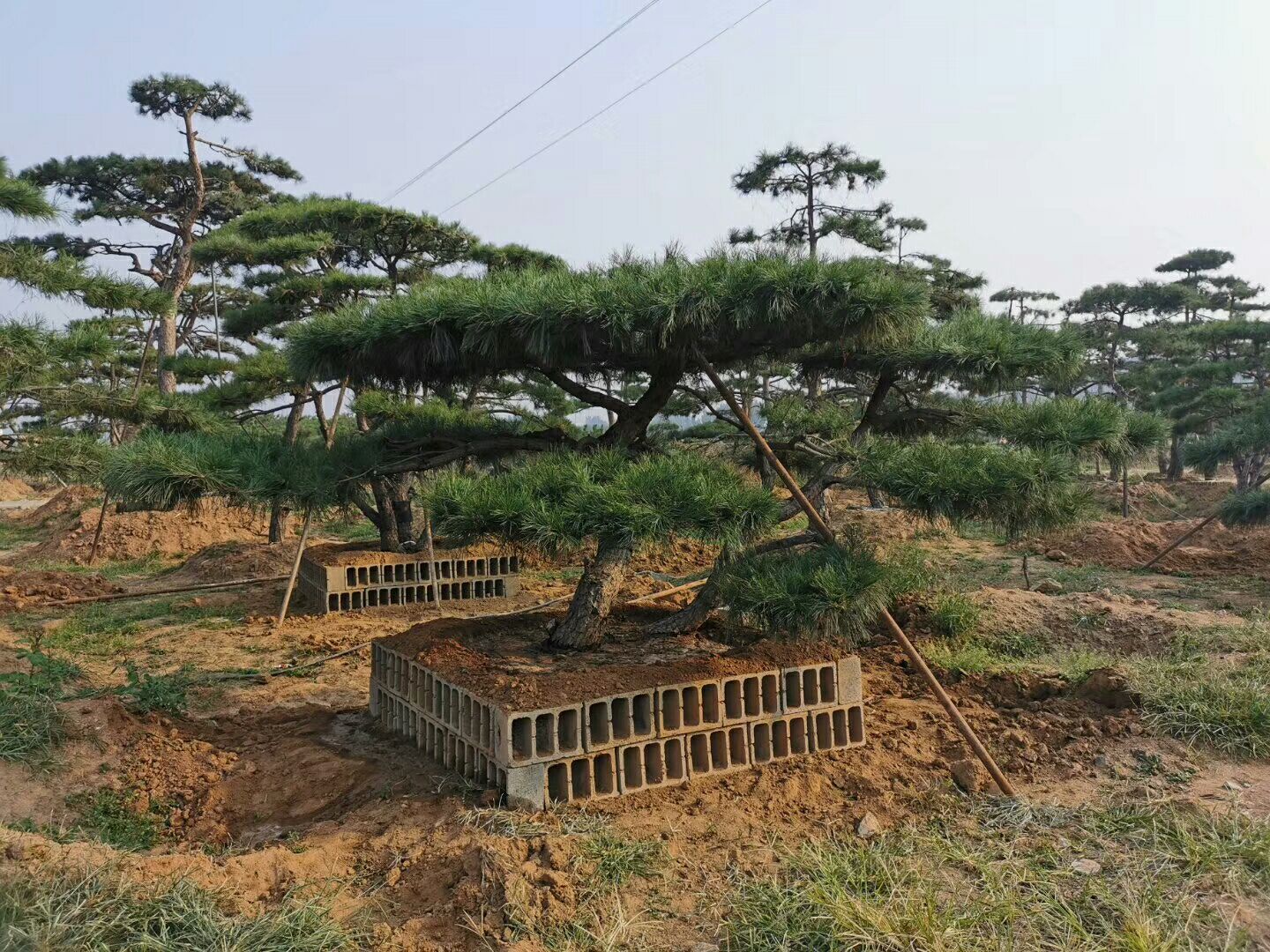 山东济南莱芜区造型松 高端造型油松