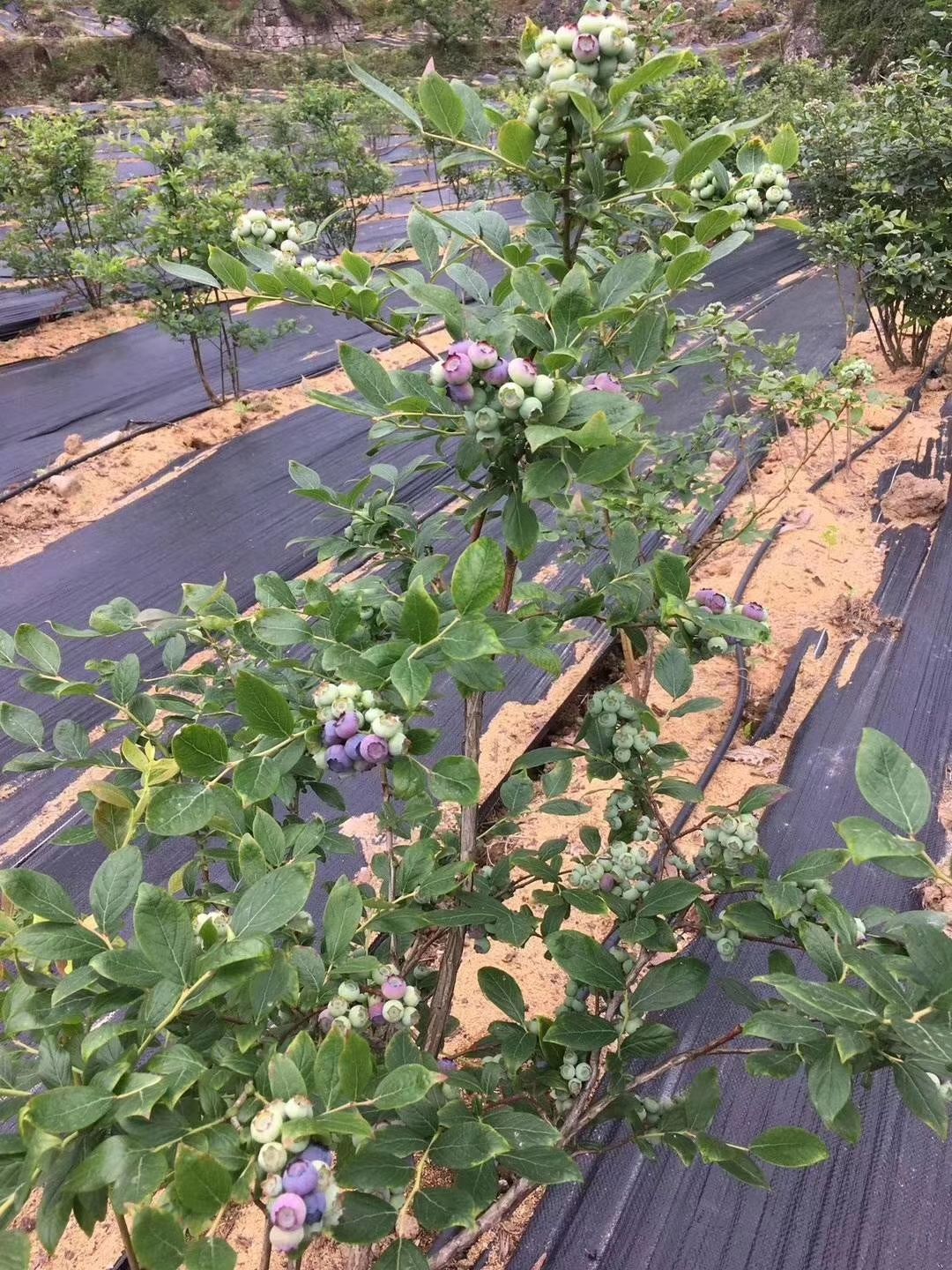 防草布除草布抑草布大棚果园果树防草地布除草地布遮草布盖草布