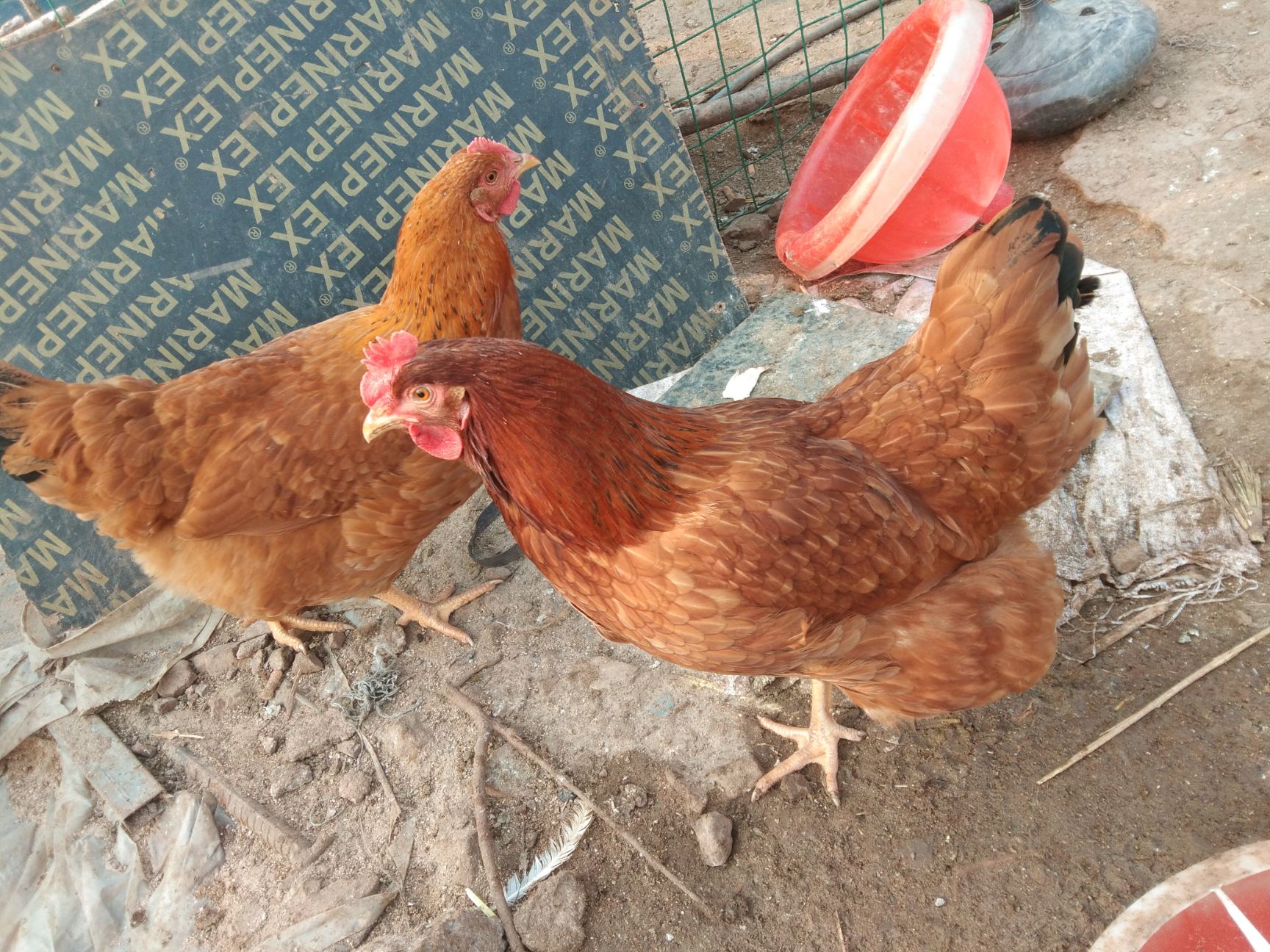 50-120日龄海兰褐青年鸡