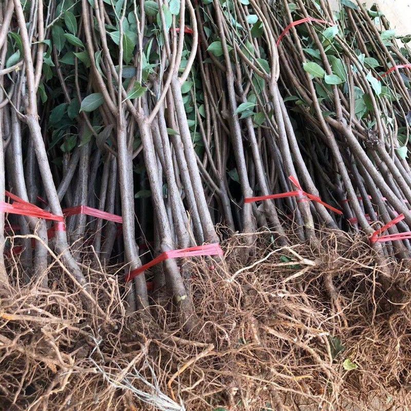 红美人李子苗 精品美人醉李子苗 基地直发南北都可种植全国包邮