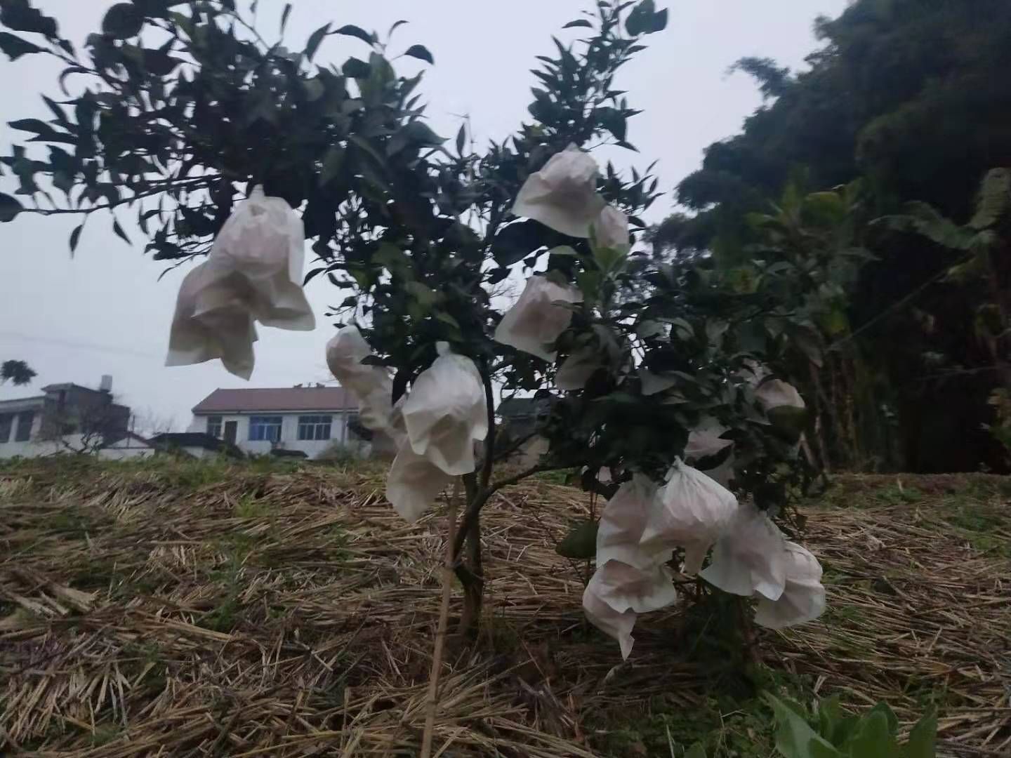 柑橘套袋 不知火,耙耙柑,纯木浆白色套袋!厂家直销!厂家直销!厂家直销