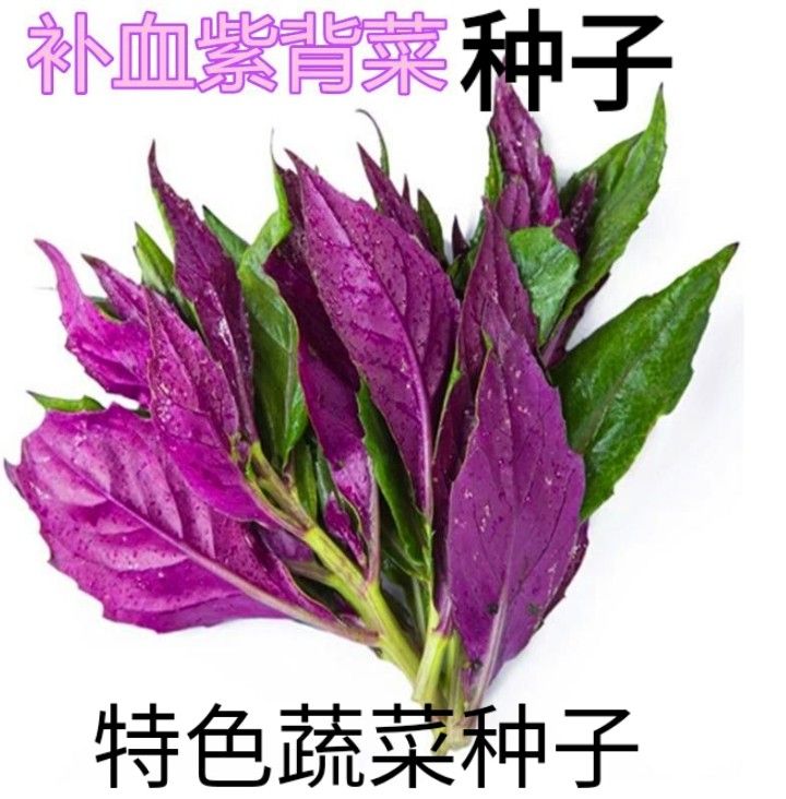 紫背菜种子天然补血紫背菜种子600粒原厂彩色包装包邮