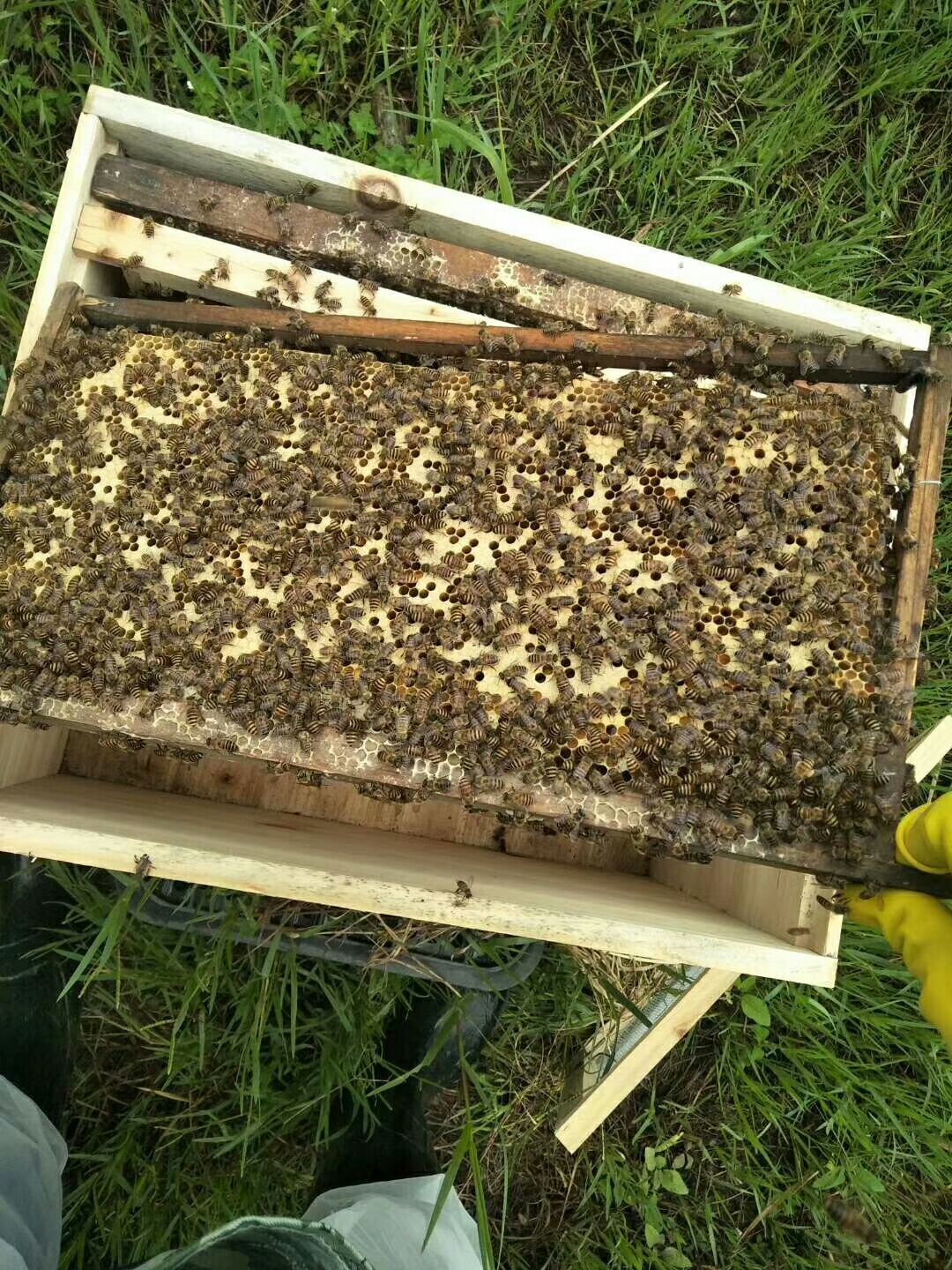 中蜂 中蜂阿坝中蜂活体蜜蜂
