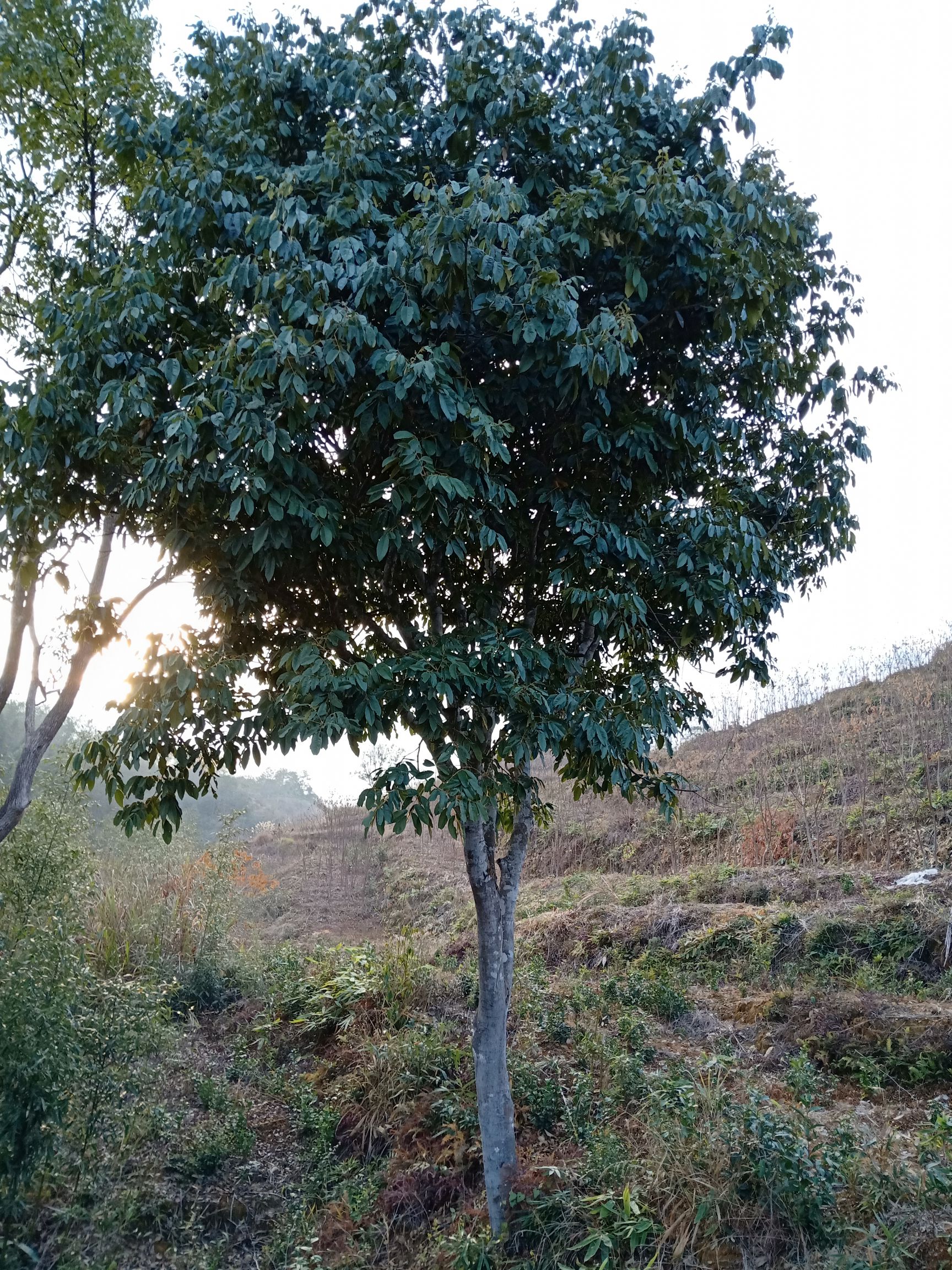 花榈木 花梨木