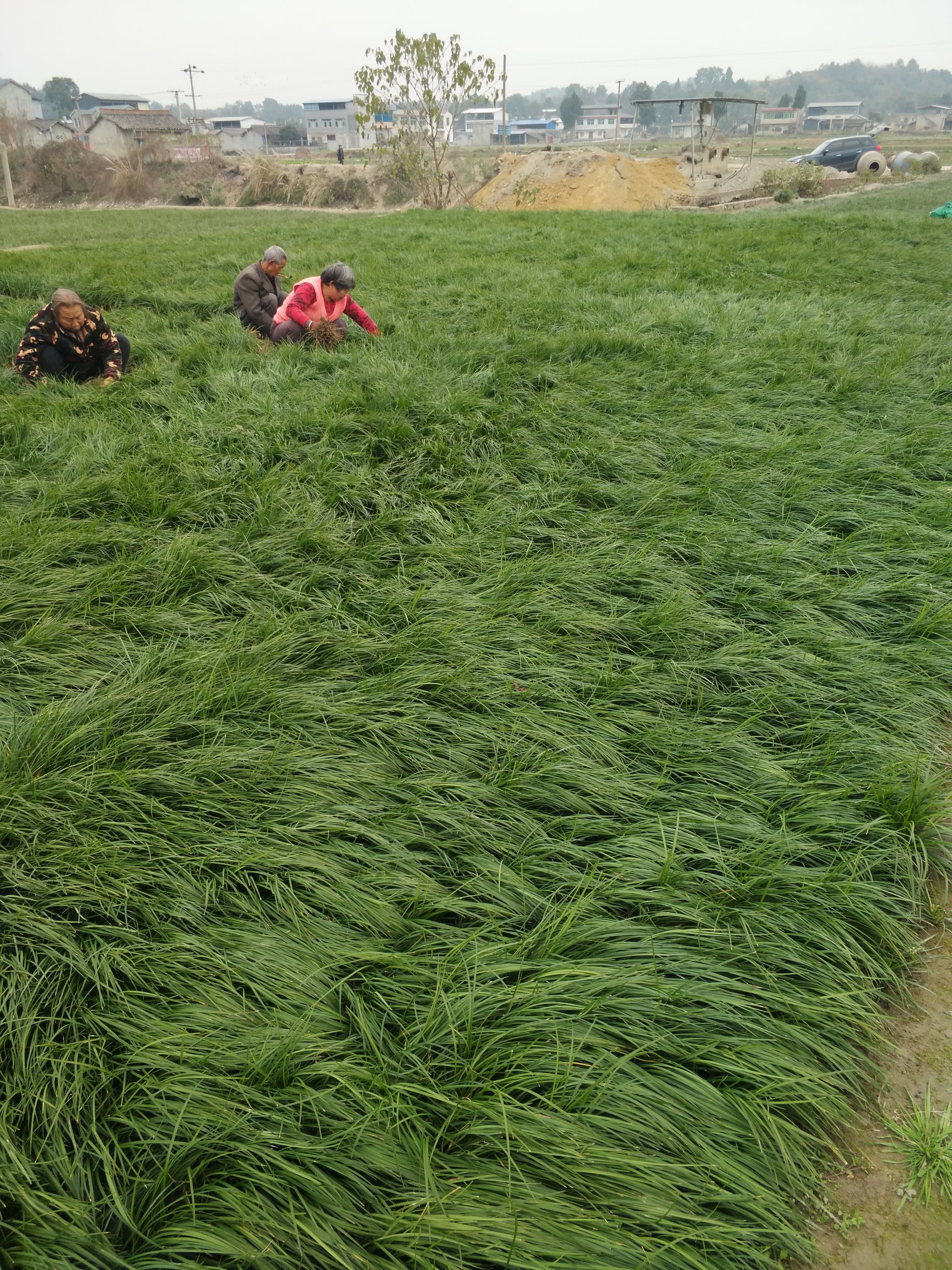 麦冬草最新产地行情_麦冬草产地行情数据_麦冬草批发价格查询 惠农