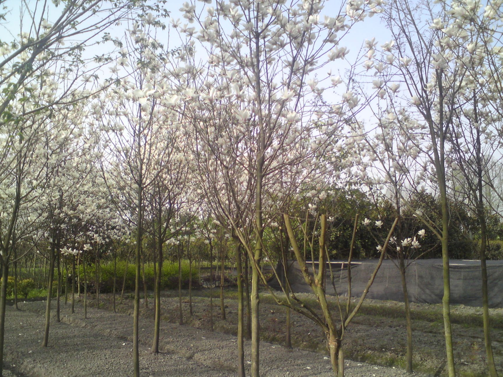 白玉兰,木兰,四川优质白玉兰基地出售,成都白玉兰批发价格