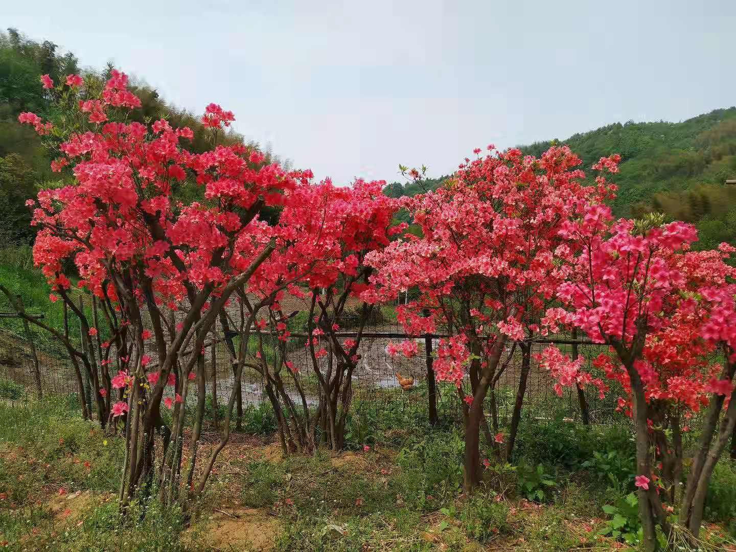 大别山映山红