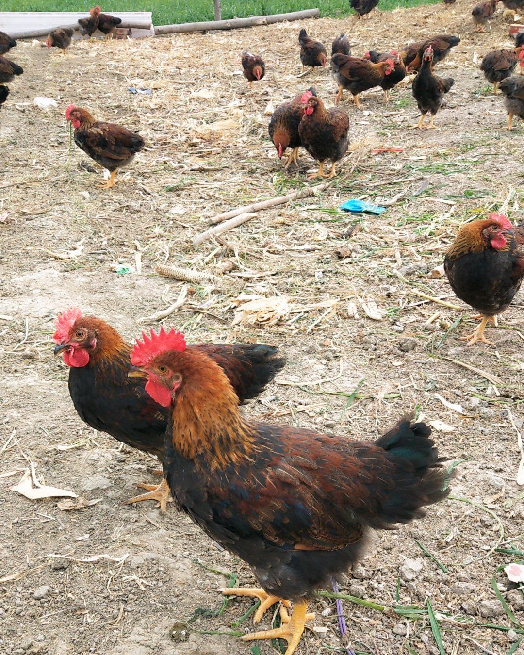 红公鸡苗 散养九斤红大公鸡低价 出售