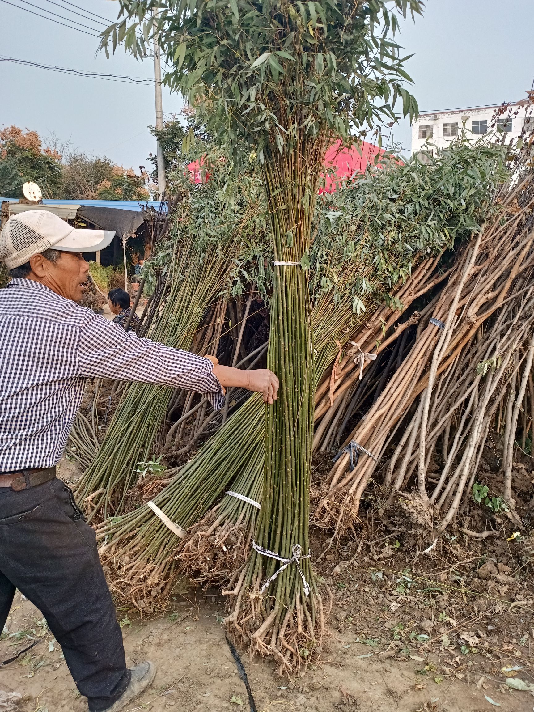 黄金柳金丝垂柳小苗占地青皮柳树苗杨柳树苗垂柳苗美国竹柳