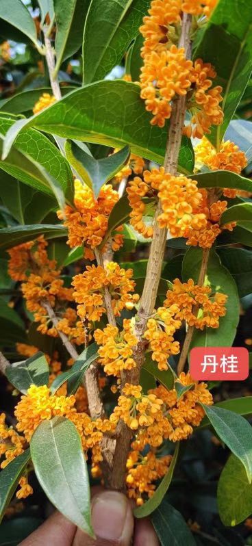 桂花树流苏嫁接油根子金桂四季桂天香台阁占地桂花