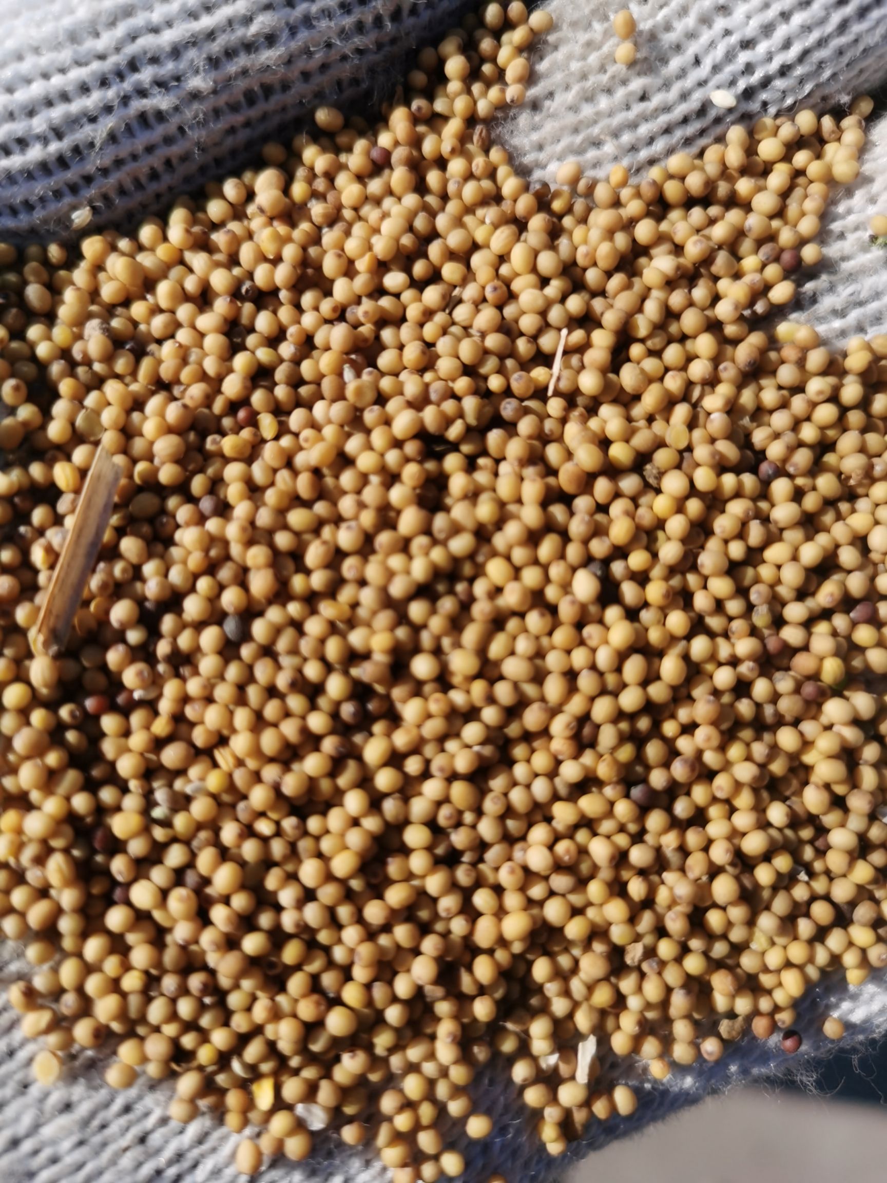 北方万亩油菜籽大量上市供应