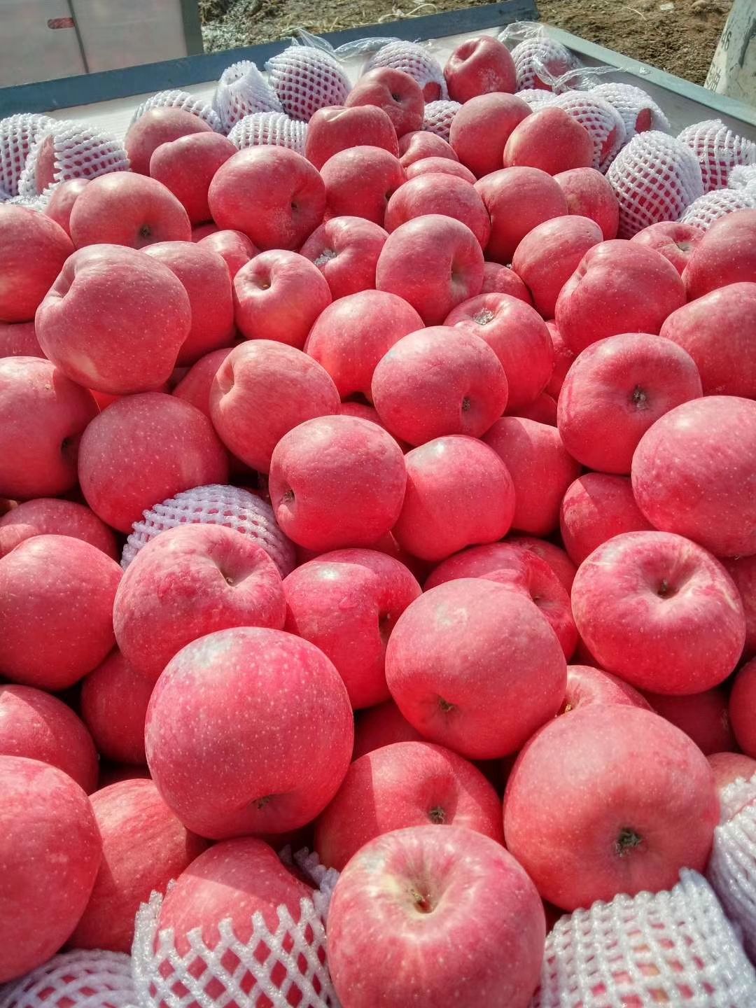 静宁苹果红富士品种冷库大量出货,产地代办带你寻找最优质的货源