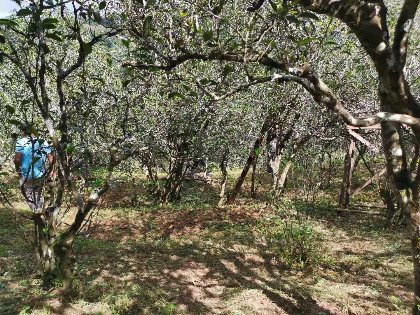 镇沅野生古树茶 古树普洱茶 来自野生茶树王之乡镇沅 农人为你直供