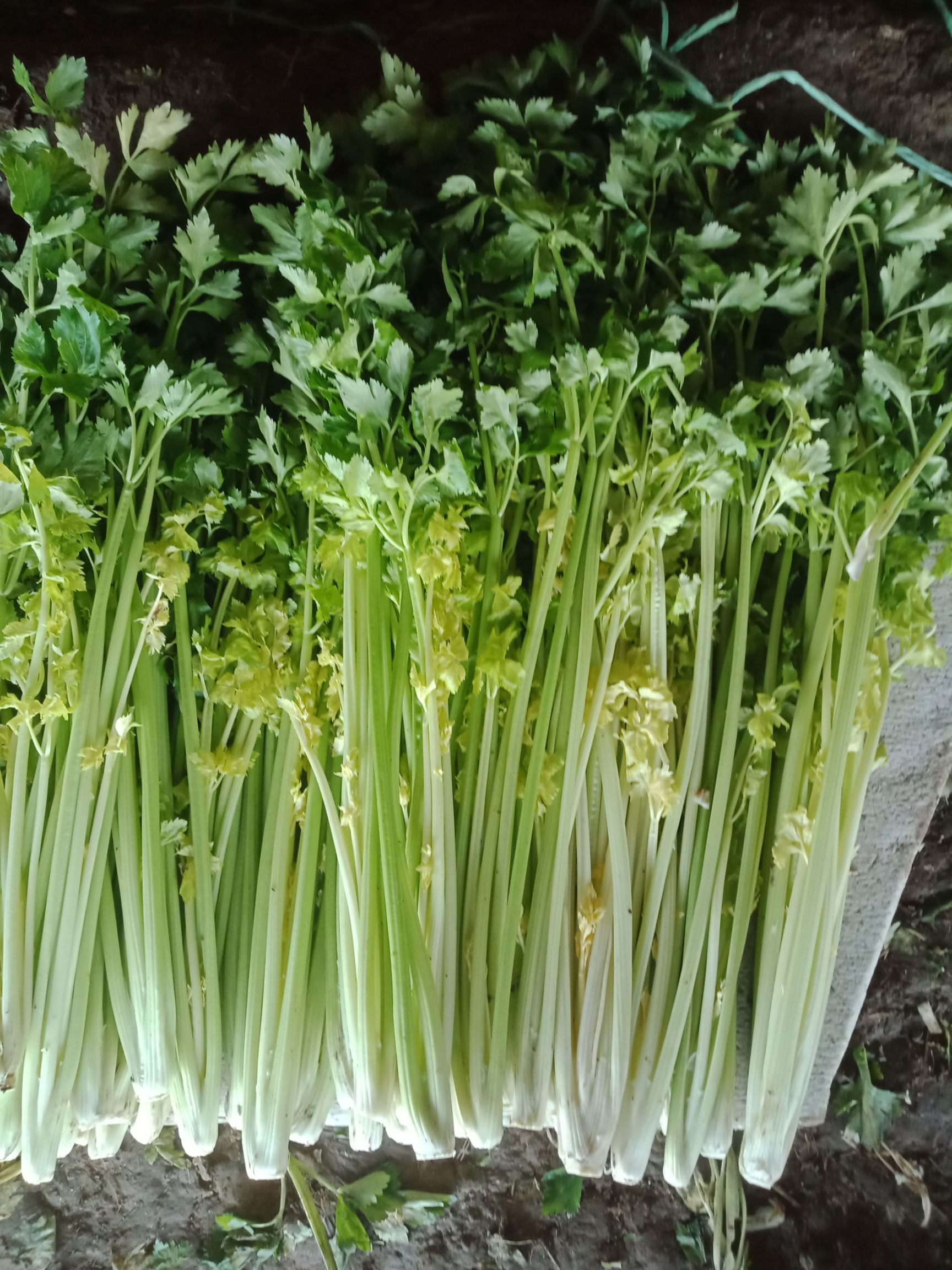 马家沟芹菜 诚信为主.诚实做人.自己家种的.