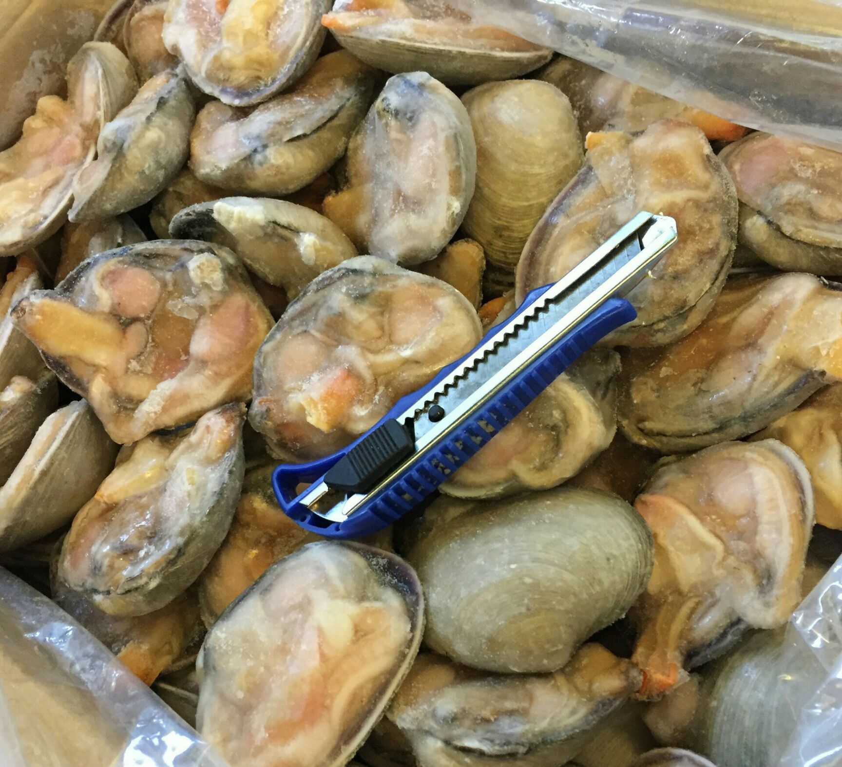 冷冻海鲜贝类 天鹅蛋 海鲜贝类半壳贝天鹅蛋带冰16斤/件