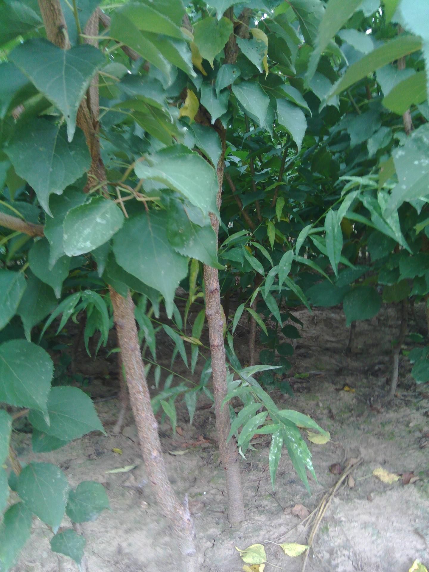 红丰杏树苗,5月中旬成熟,极丰产,抗寒,抗旱,适应性强