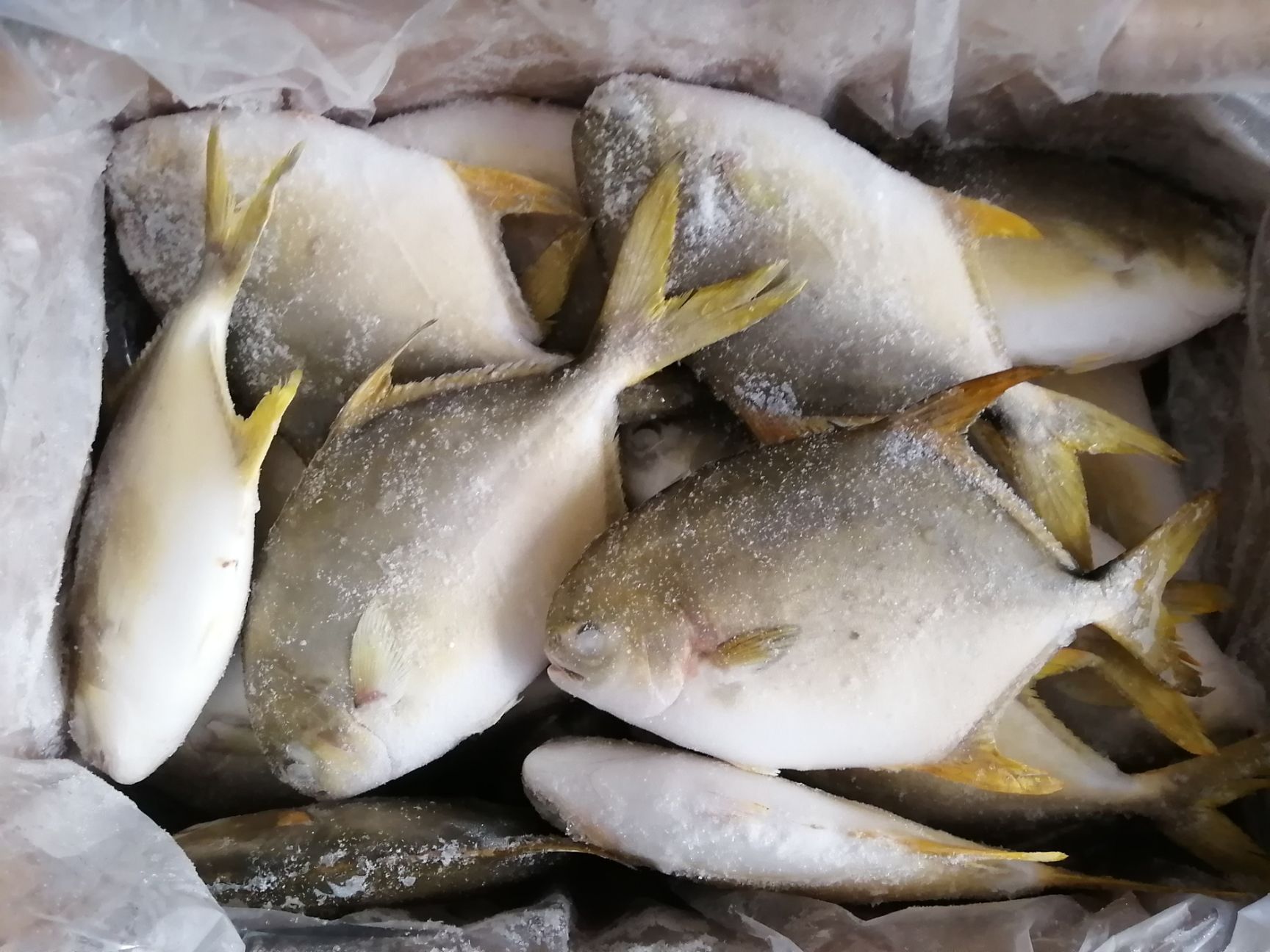 金鲳鱼出口标准品质保证价格优惠广东湛江茂名水产加工海鲜冻品