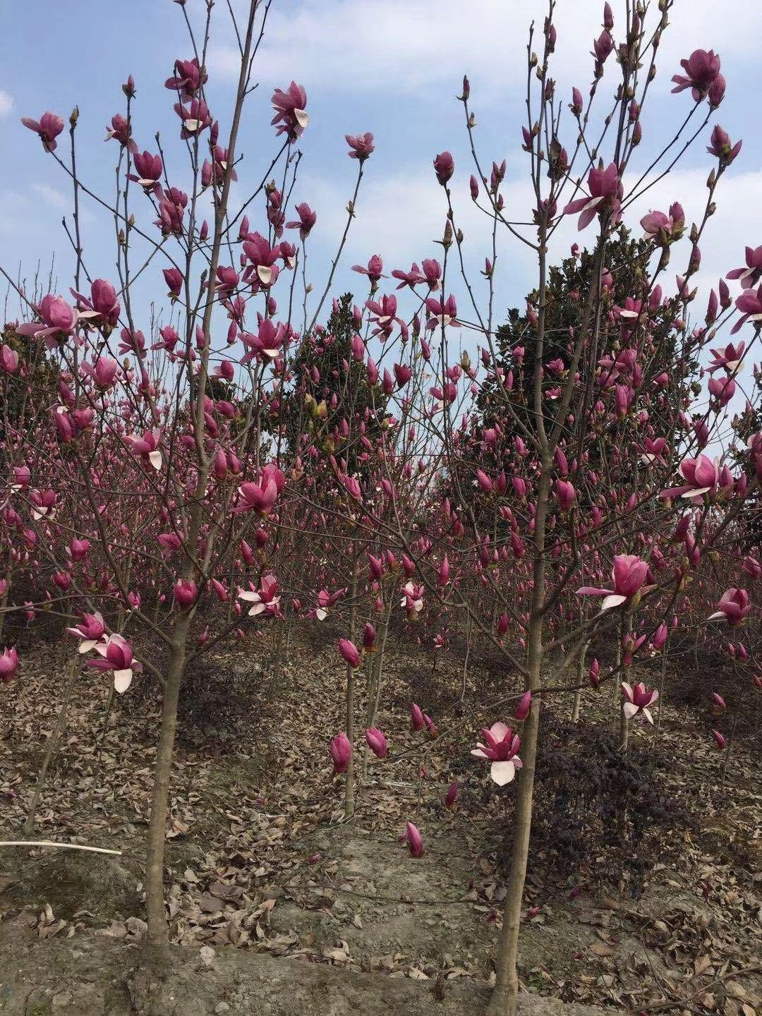 四川娇红一号红花玉兰