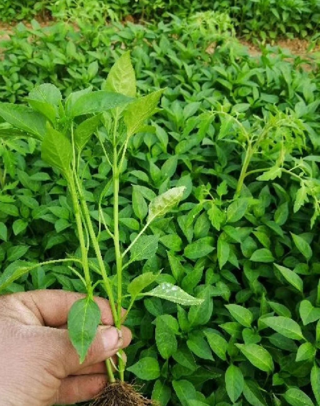 大红番茄苗 优质蔬菜苗
