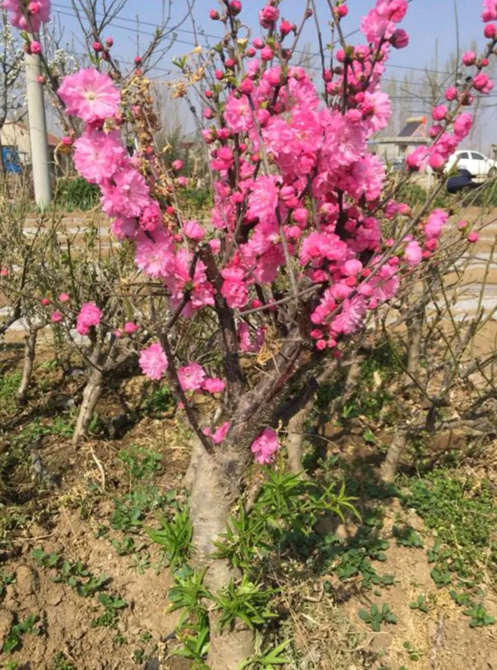 山东省临沂市平邑县 盆栽榆叶梅