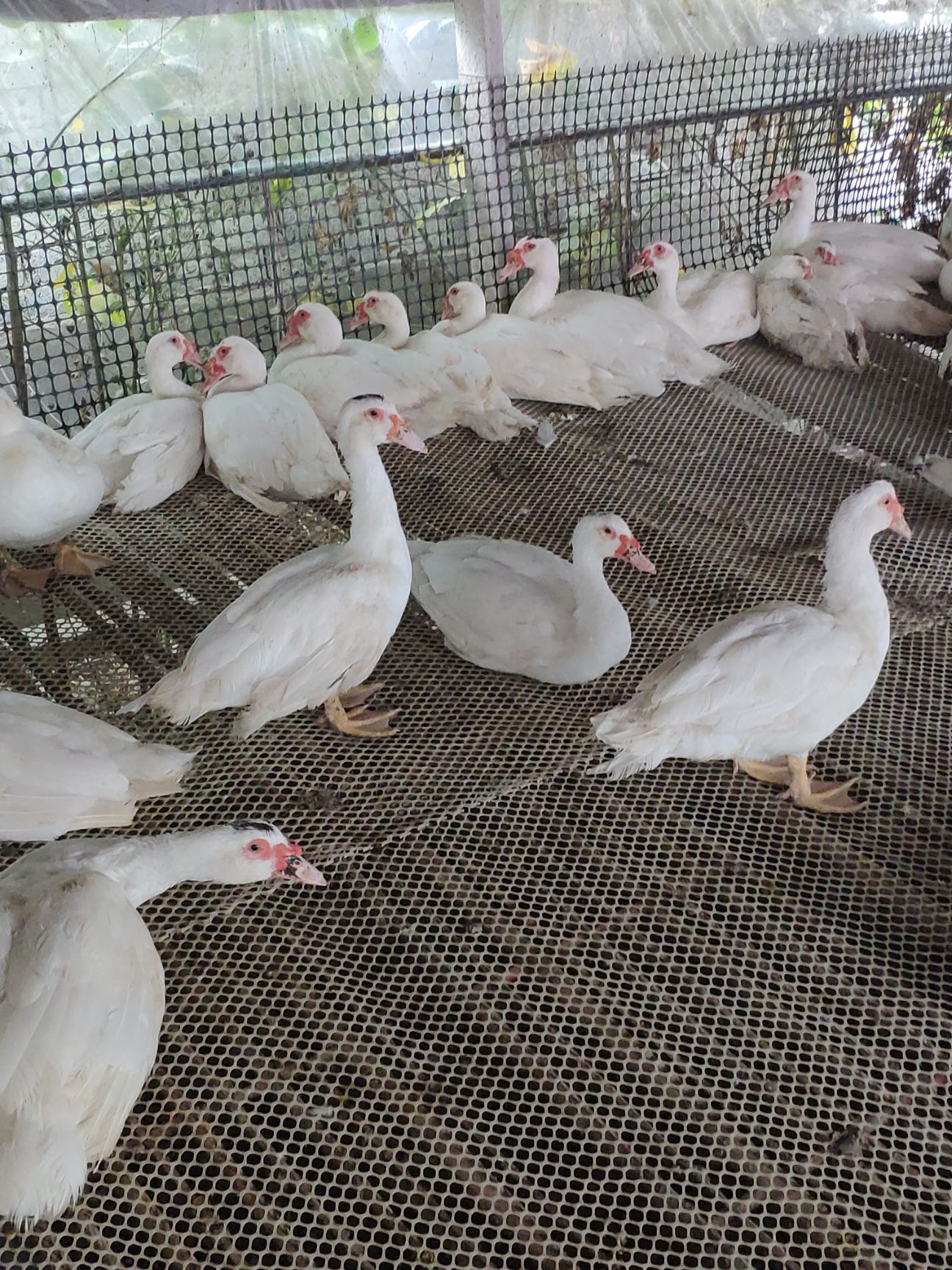 农家纯散养白番鸭 鸳鸯鸭