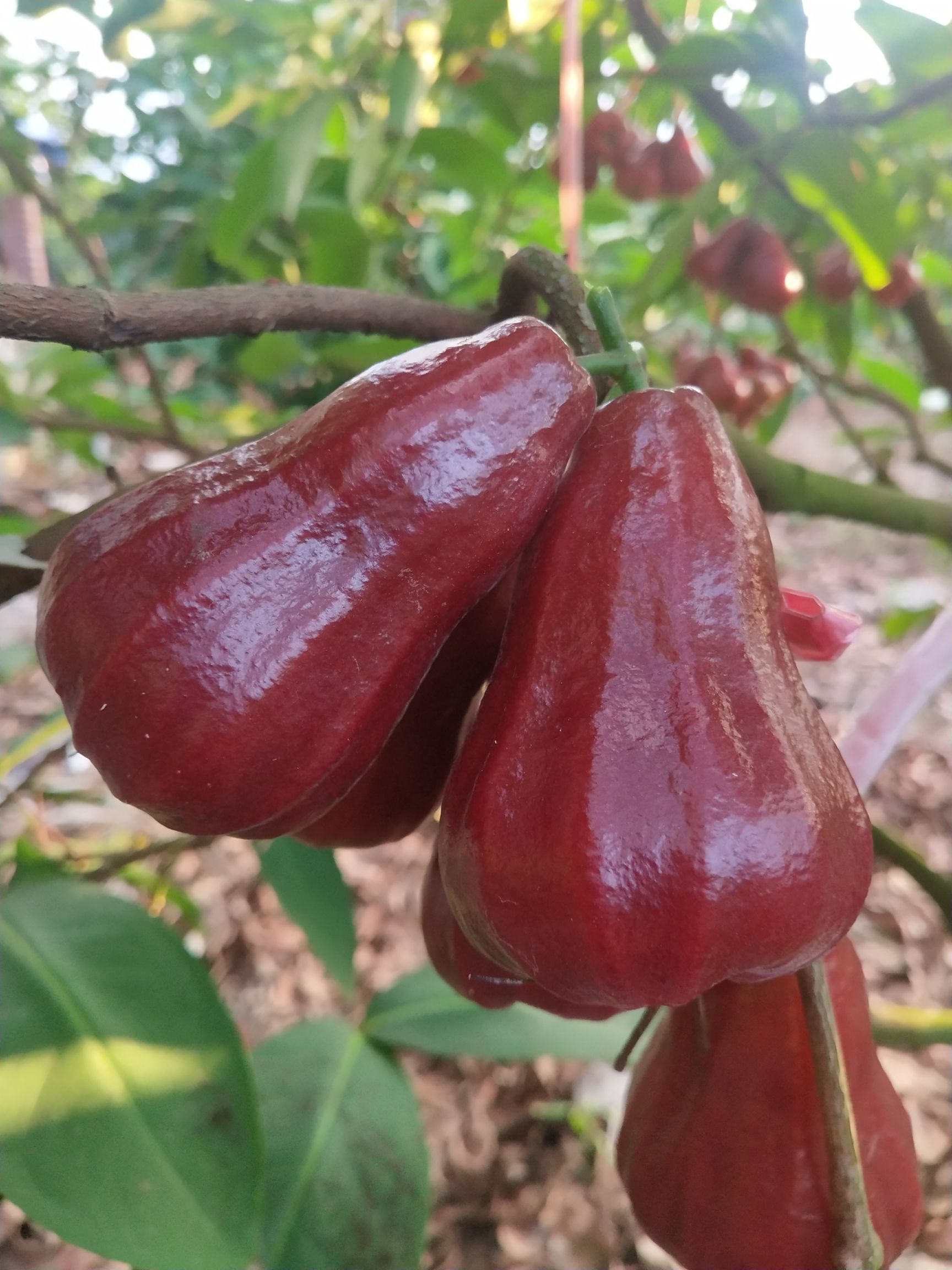 莲雾(黑金刚)