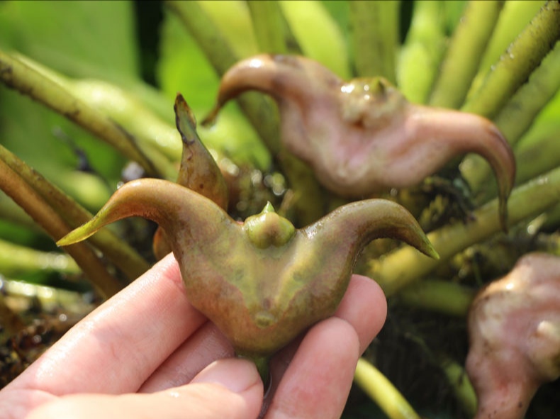 老菱角种子菱角苗种植池塘净化水质高产大菱角种苗