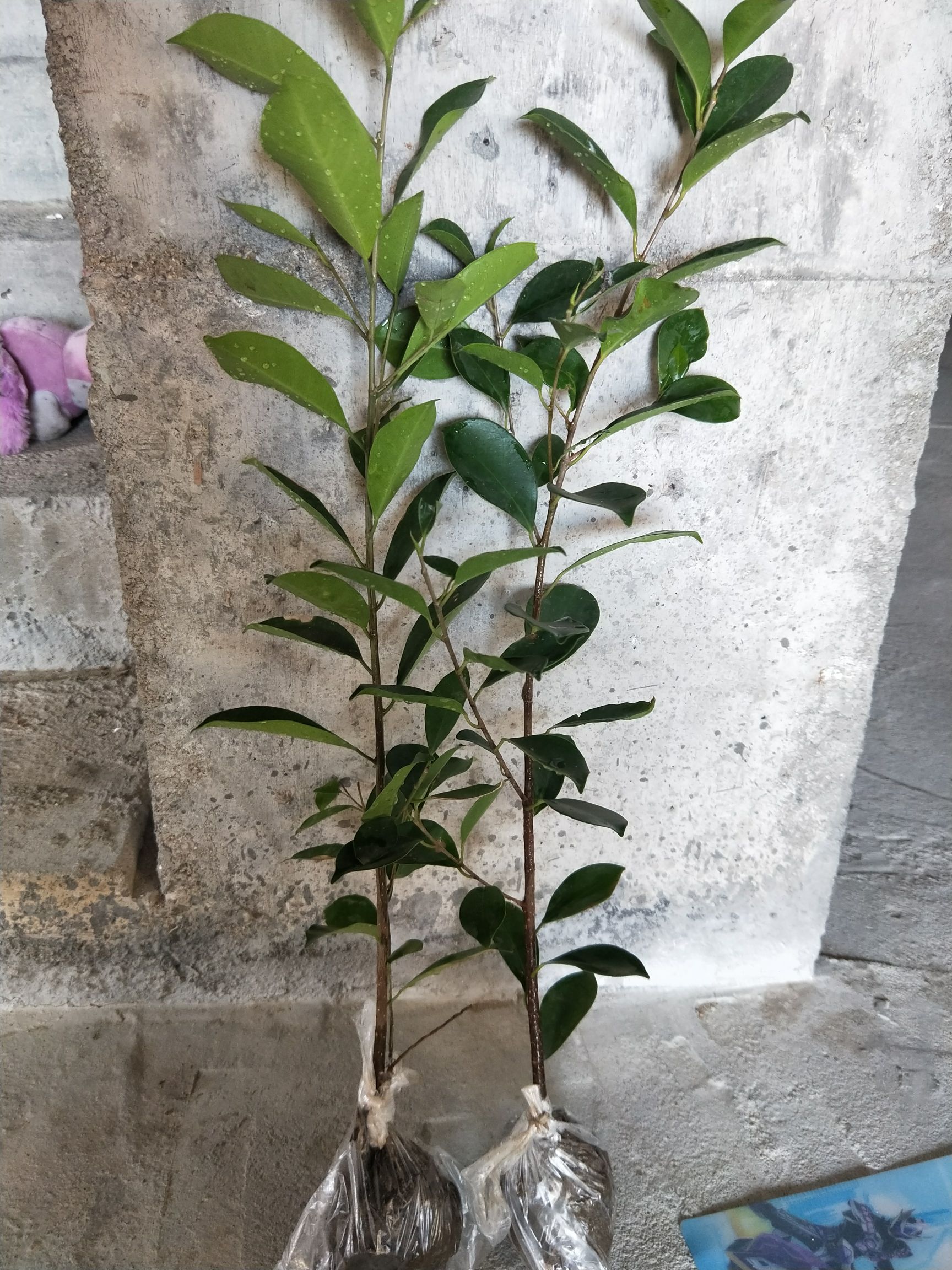出售小叶榕 榕树苗