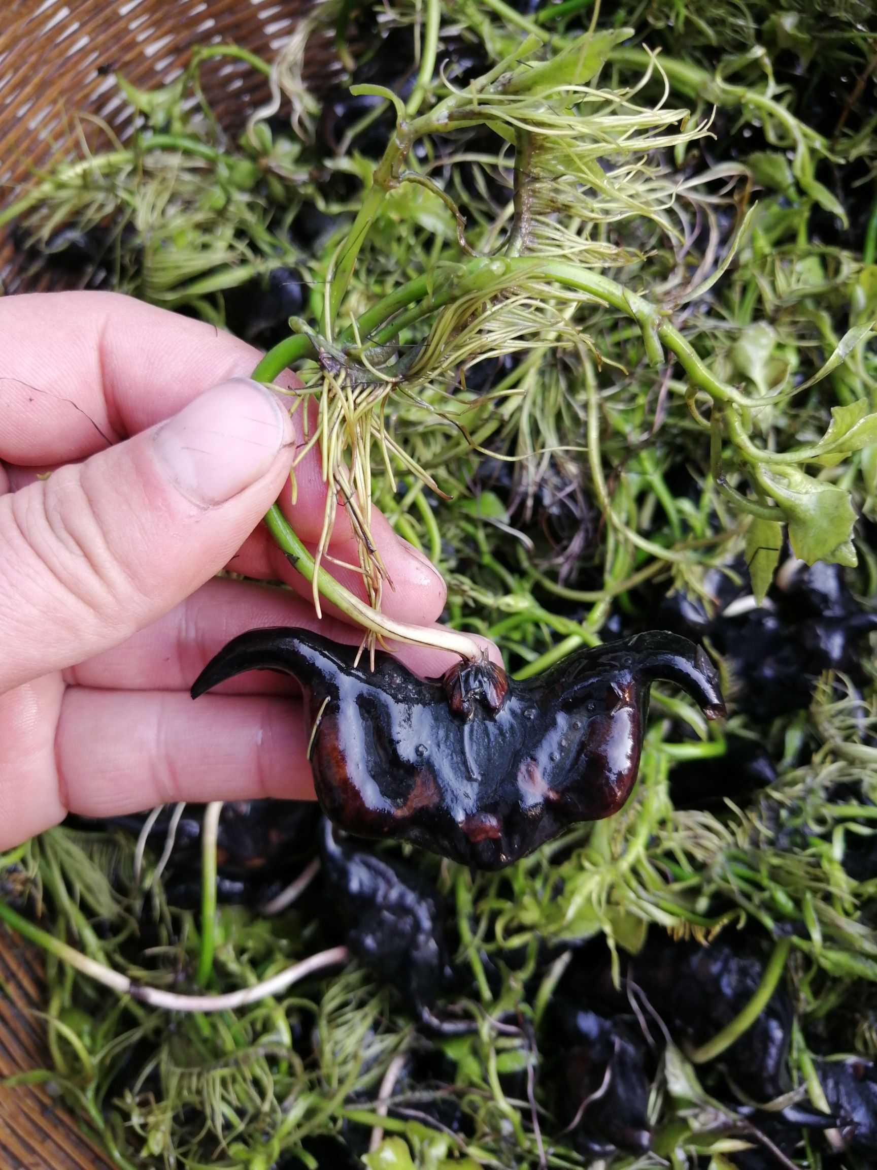 老菱角种子菱角苗种植池塘净化水质高产大菱角种苗