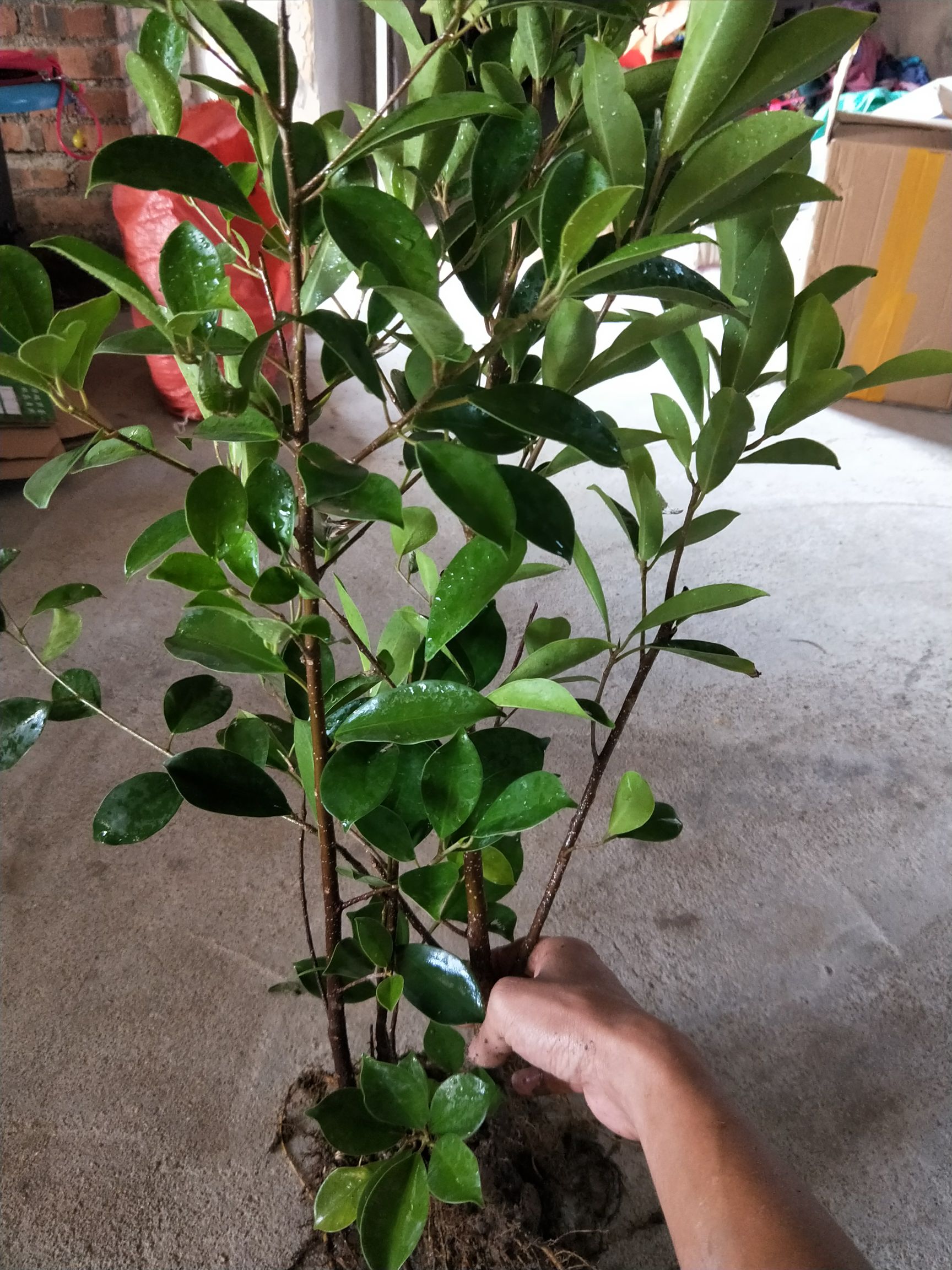 出售小叶榕 榕树苗