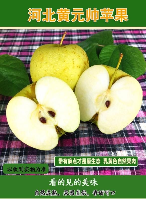 河北金帅苹果黄元帅粉面苹果黄香蕉批发年后发货
