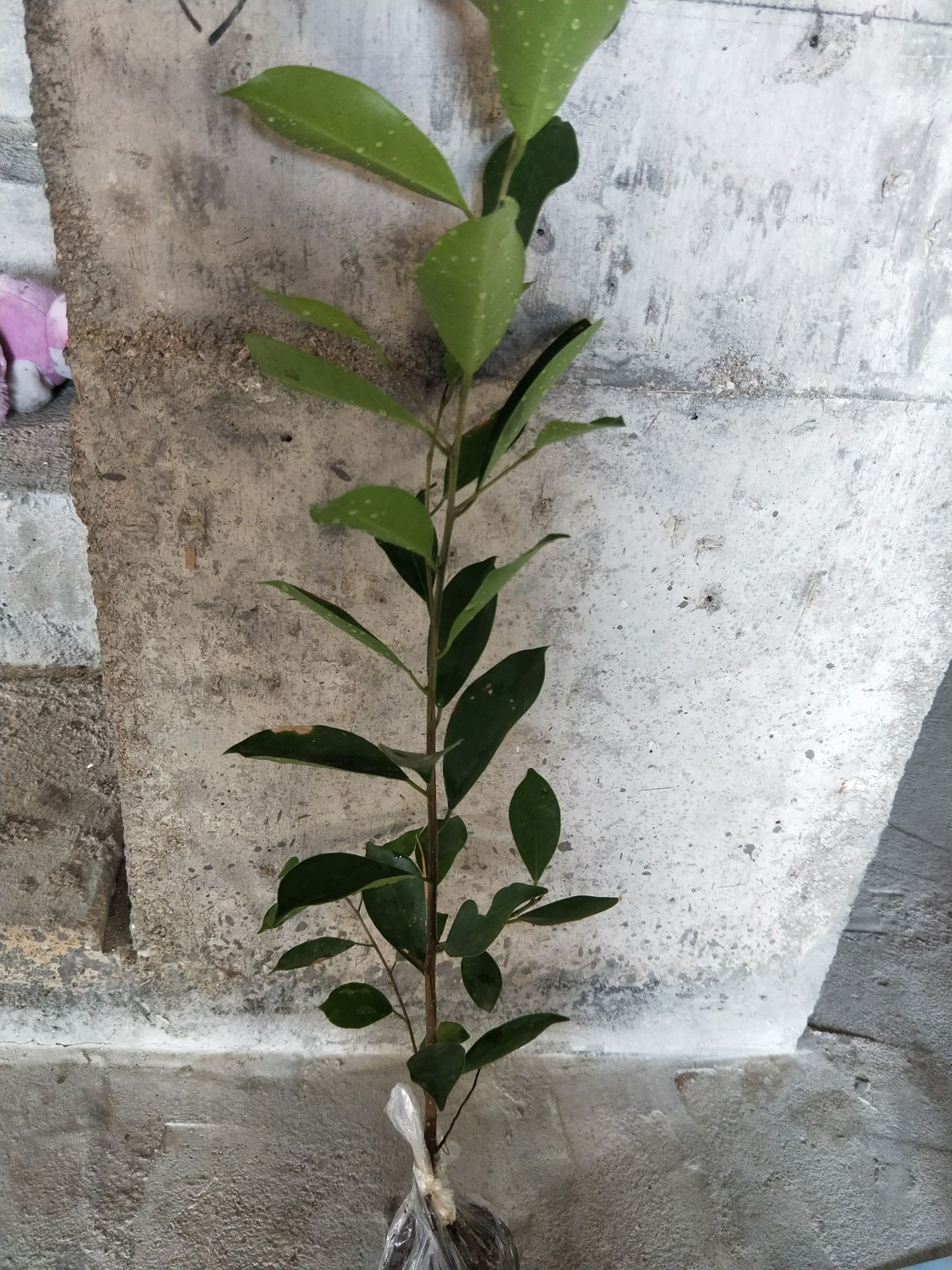 出售小叶榕 榕树苗