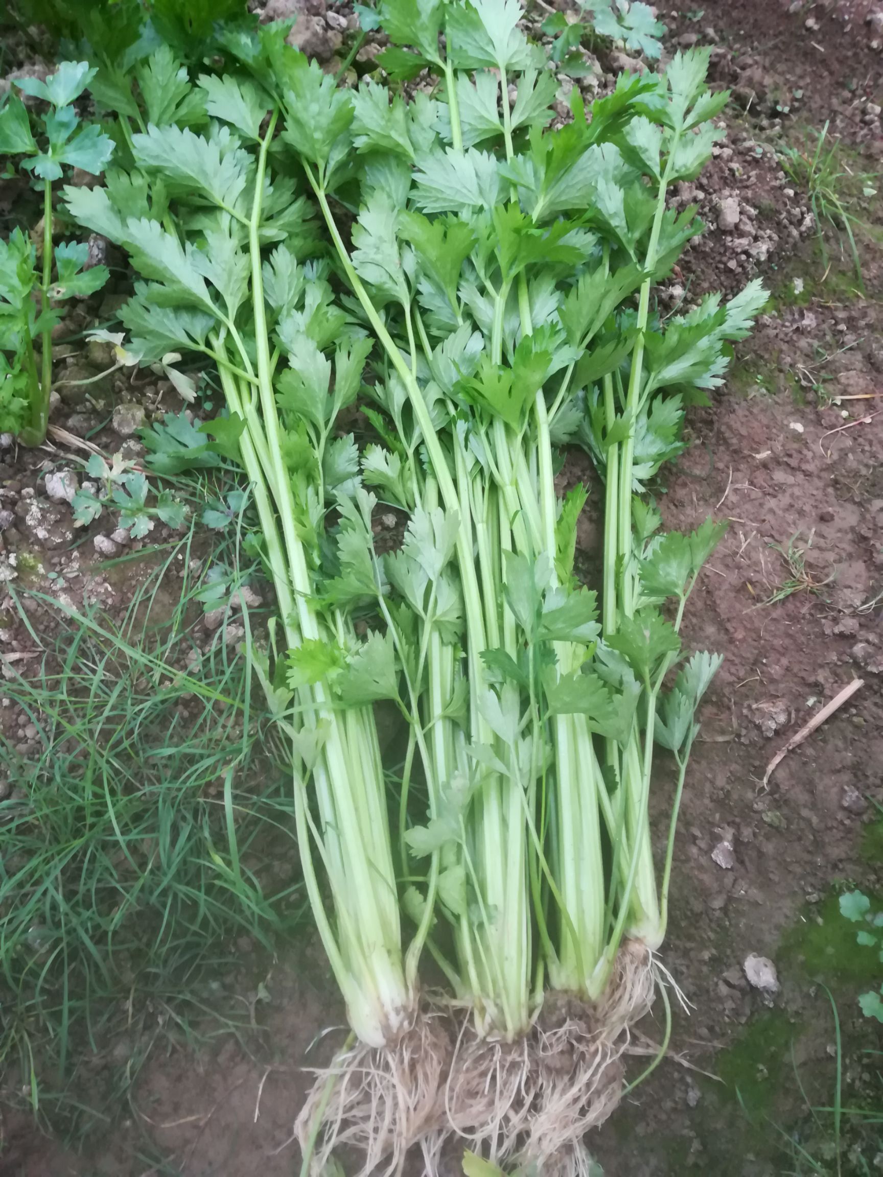 本地芹菜