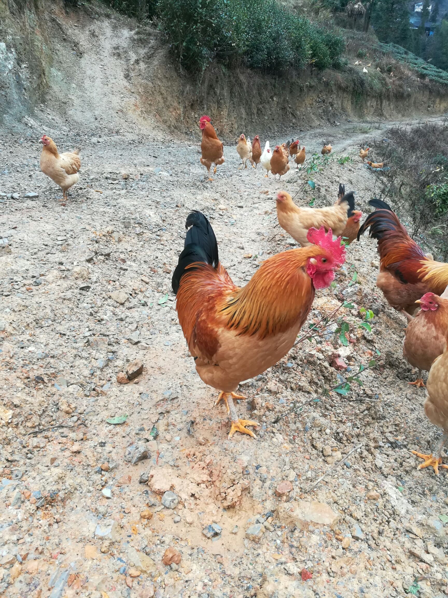 散养土鸡跑山鸡纯粮食饲喂观赏鸡美味活禽